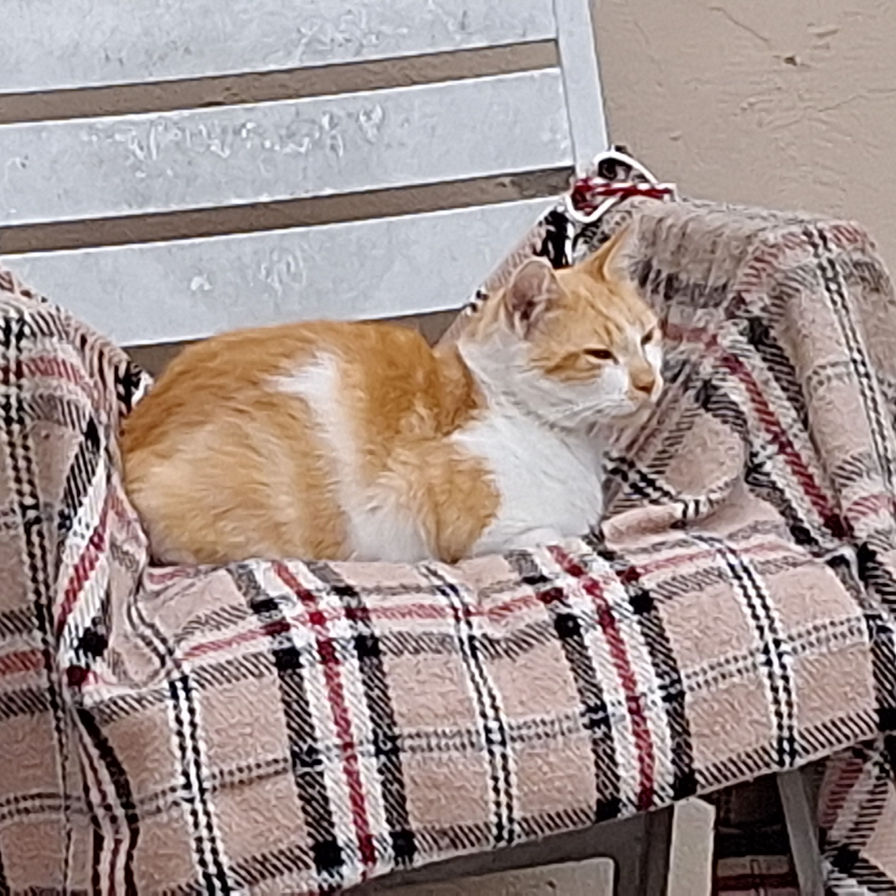 Obi