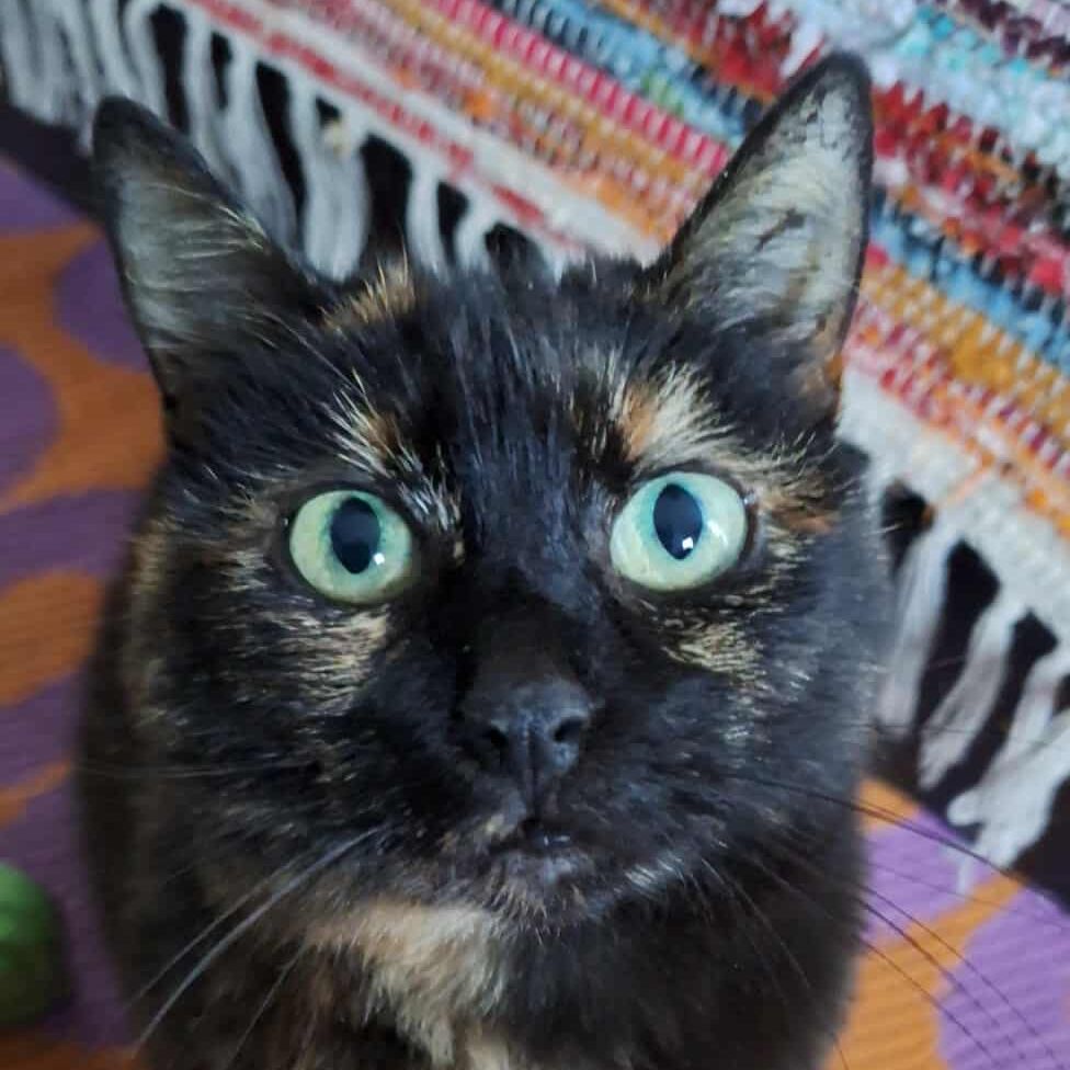 Kitkat