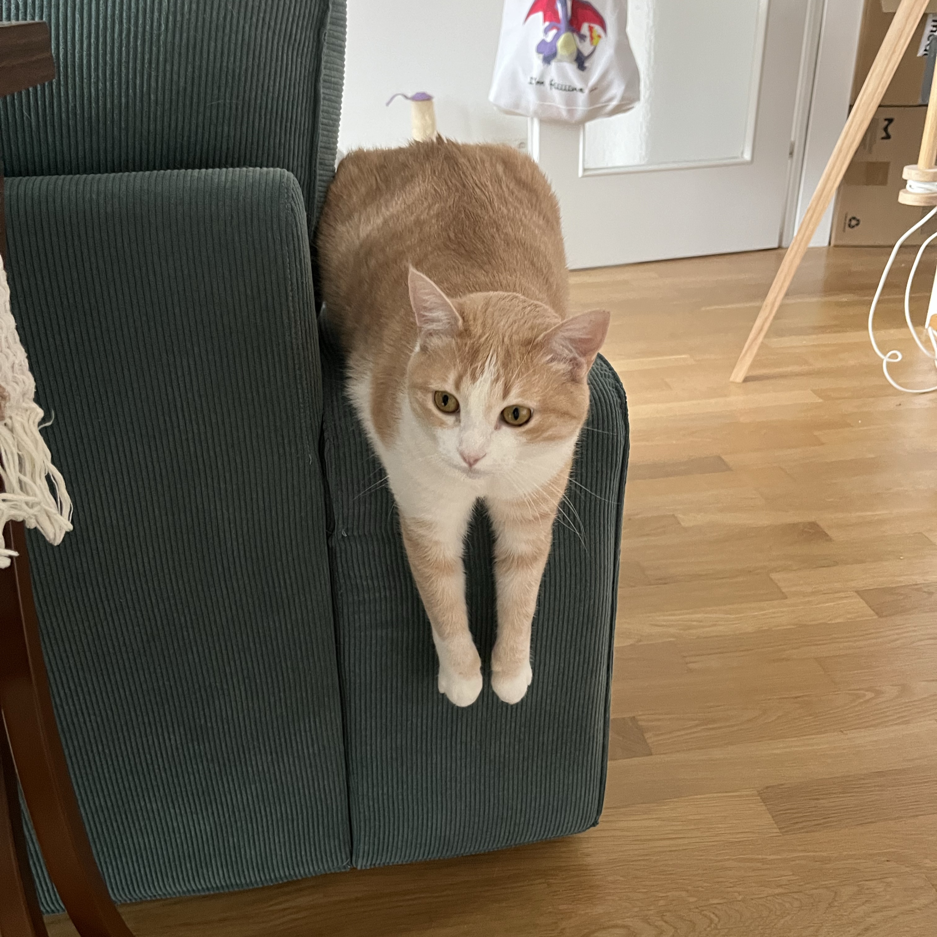 Nala