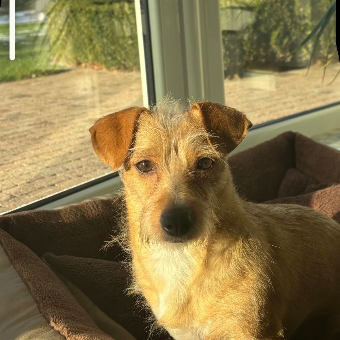 Pipa