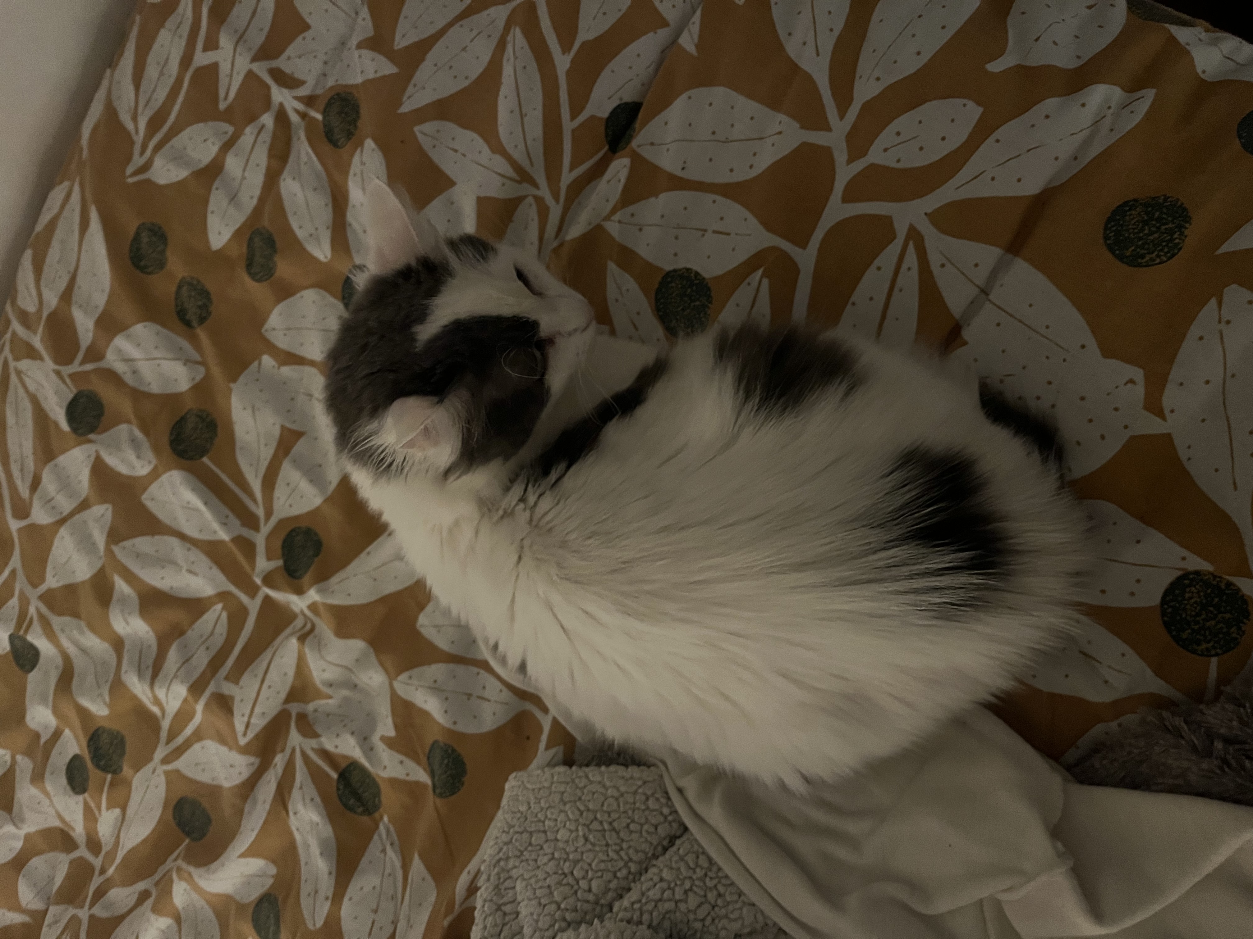 image-12