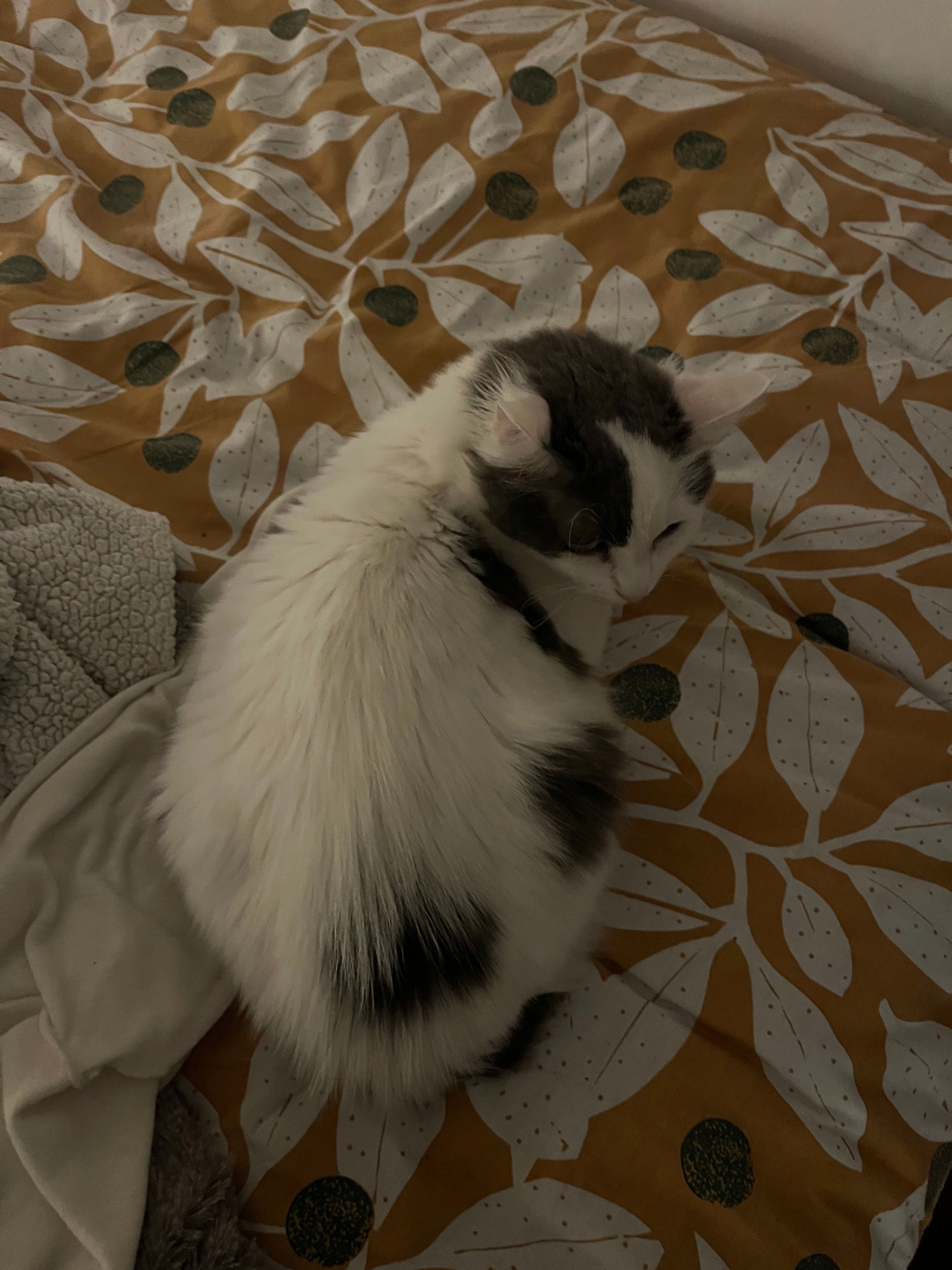 image-12