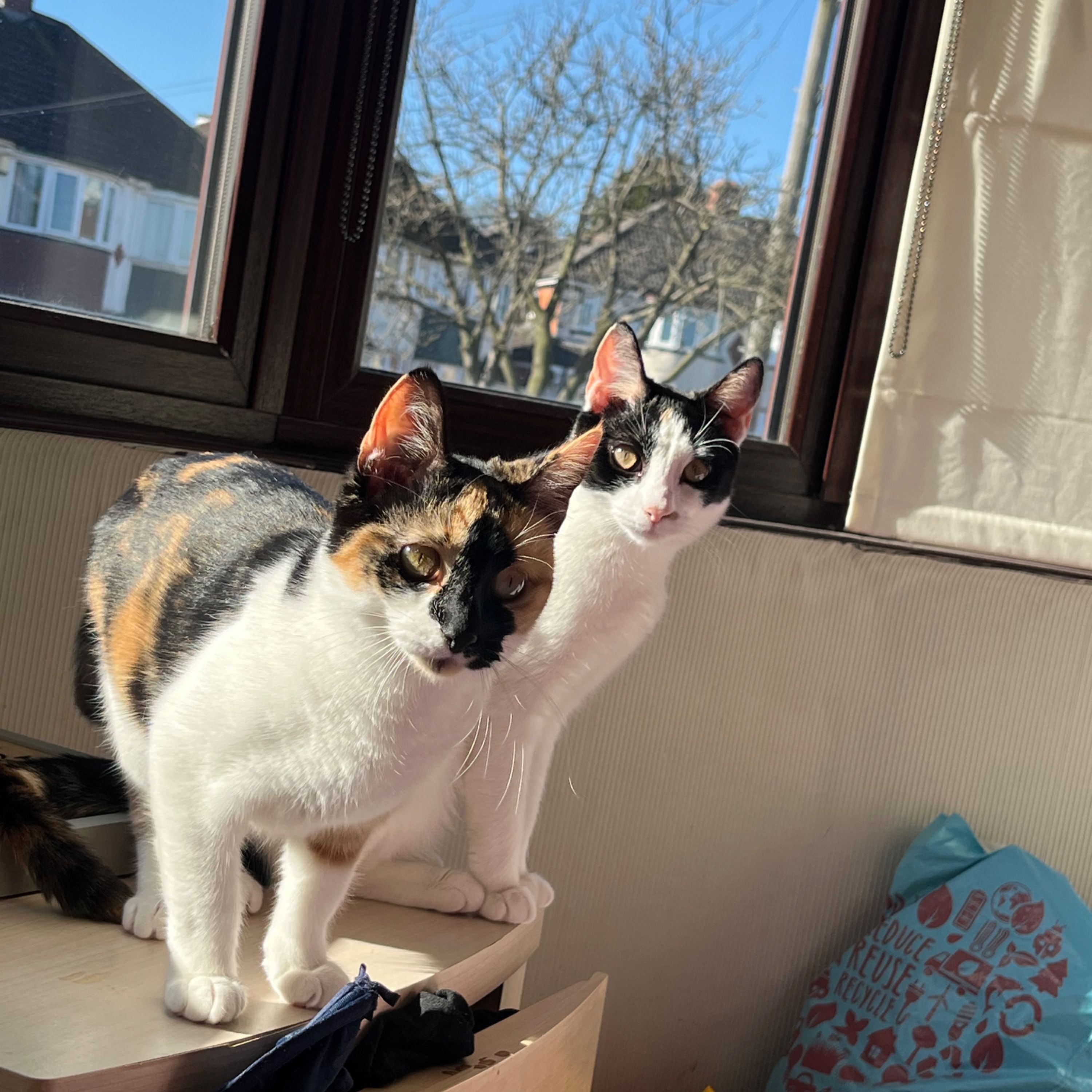 Taffie and callie