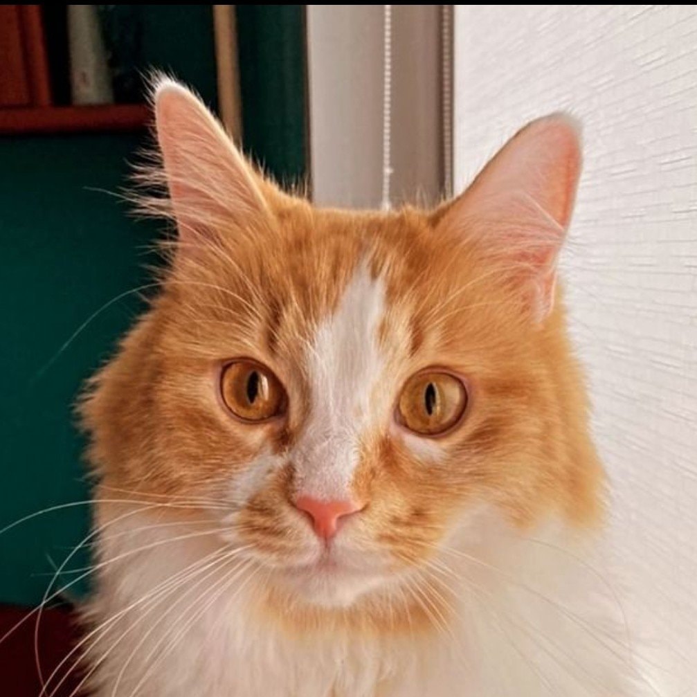 Malysh