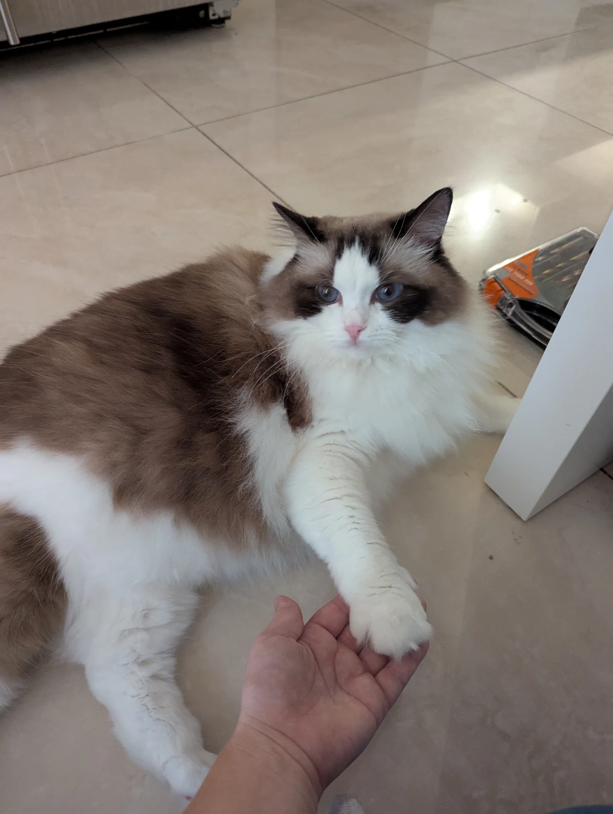 image-7