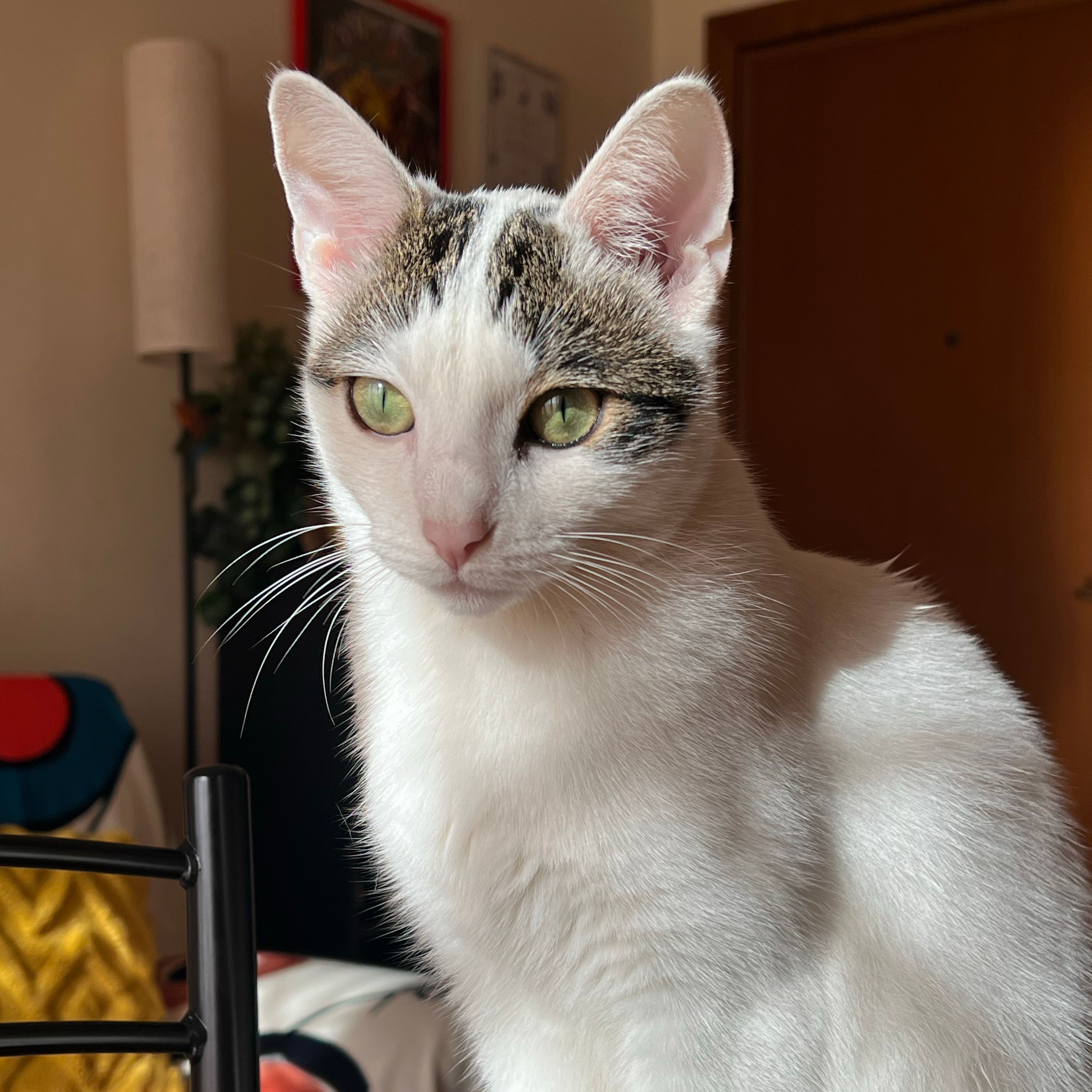 Amelia