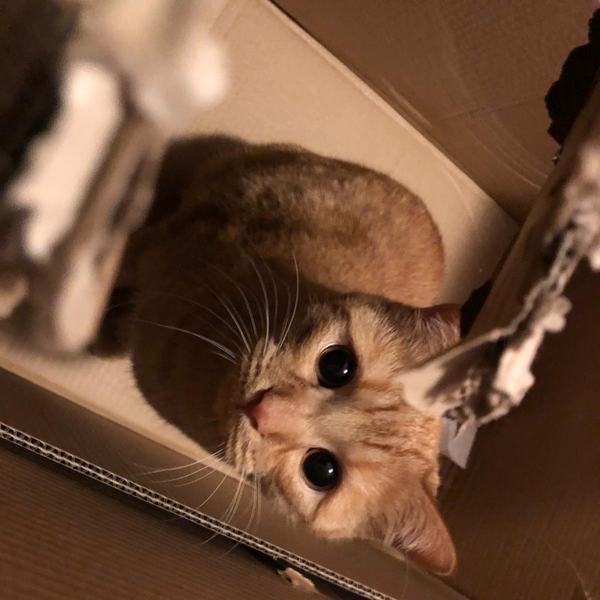 Dexter
