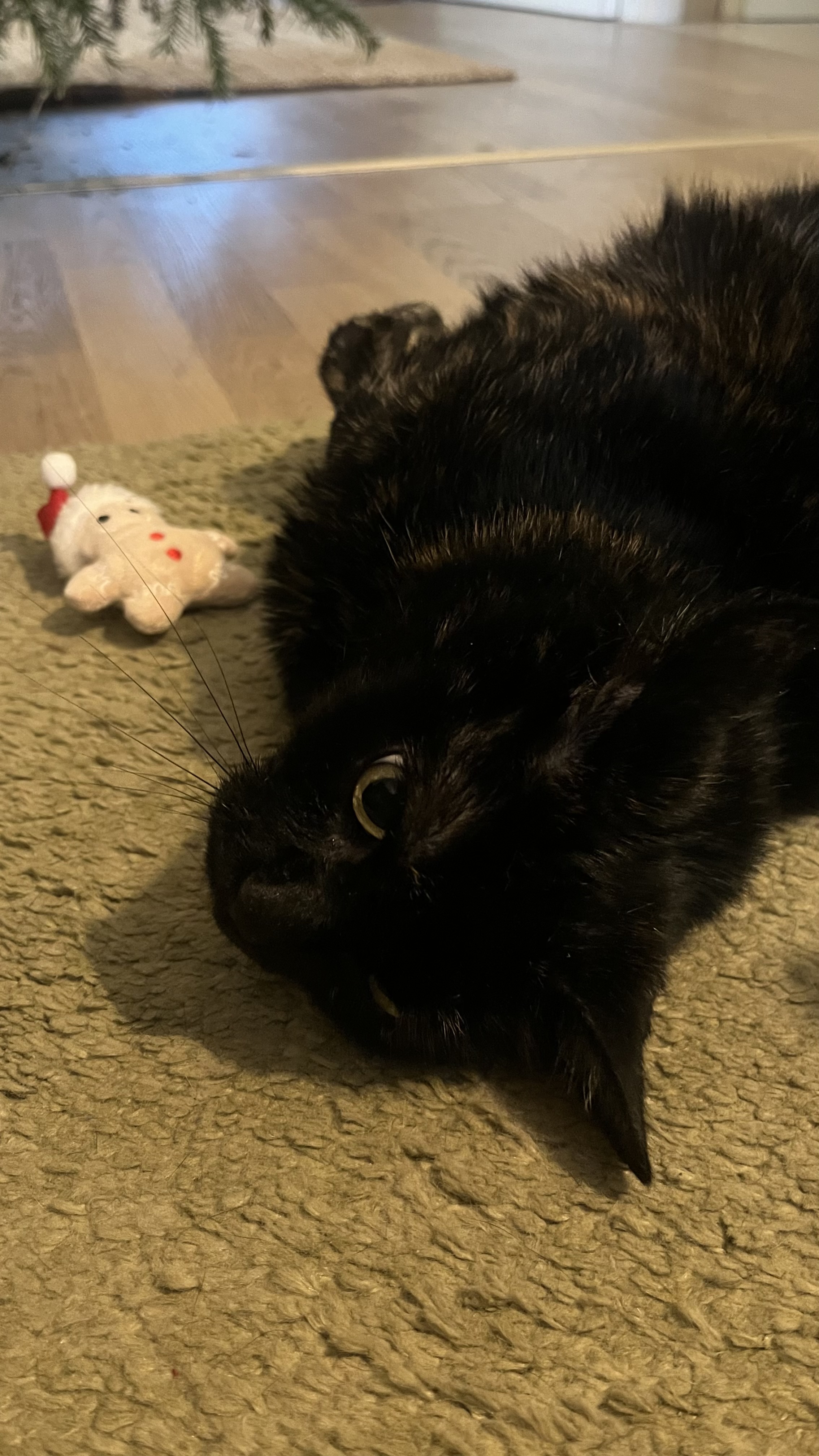 image-7