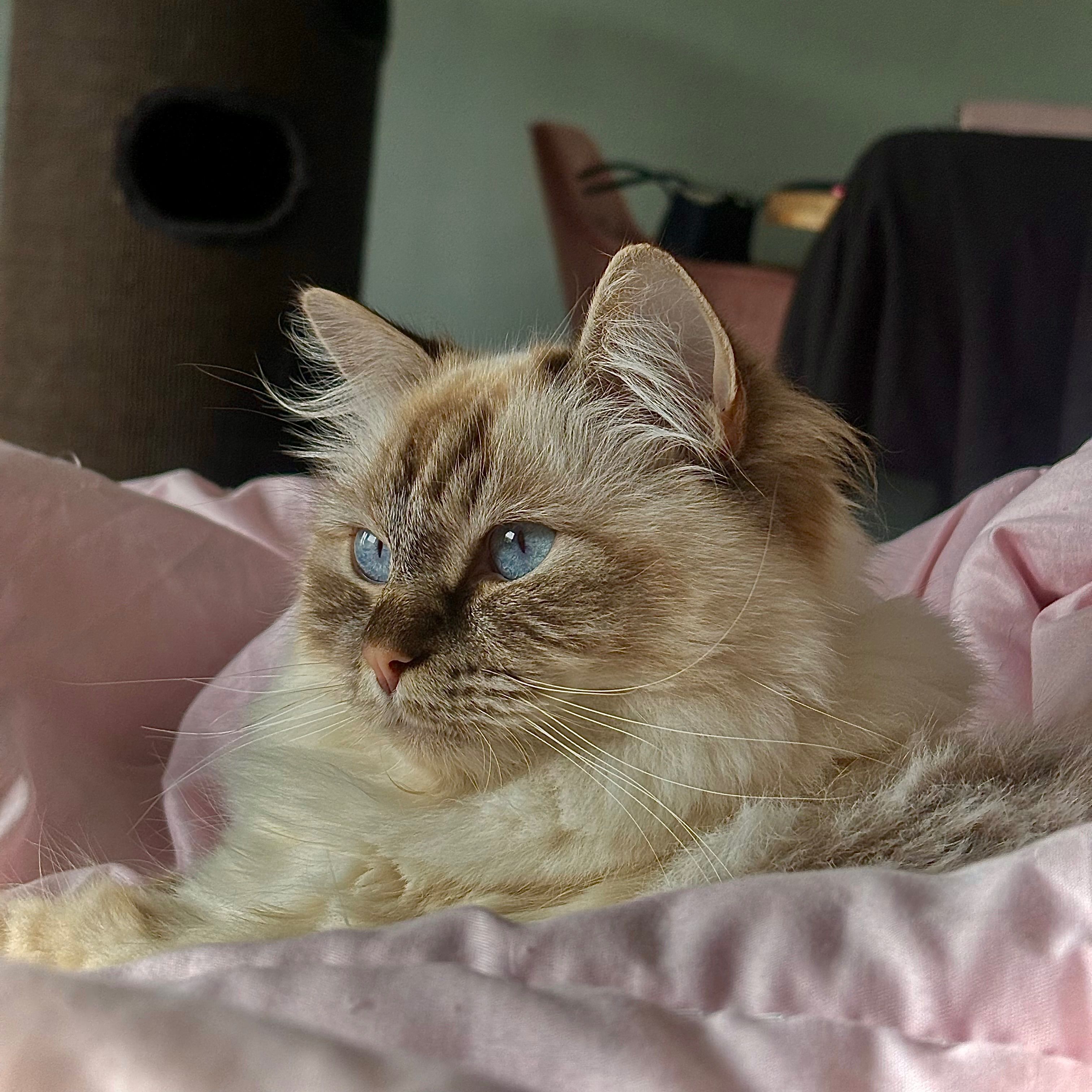 Ted