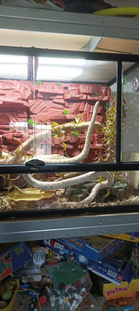Kaa