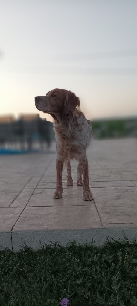 Alf