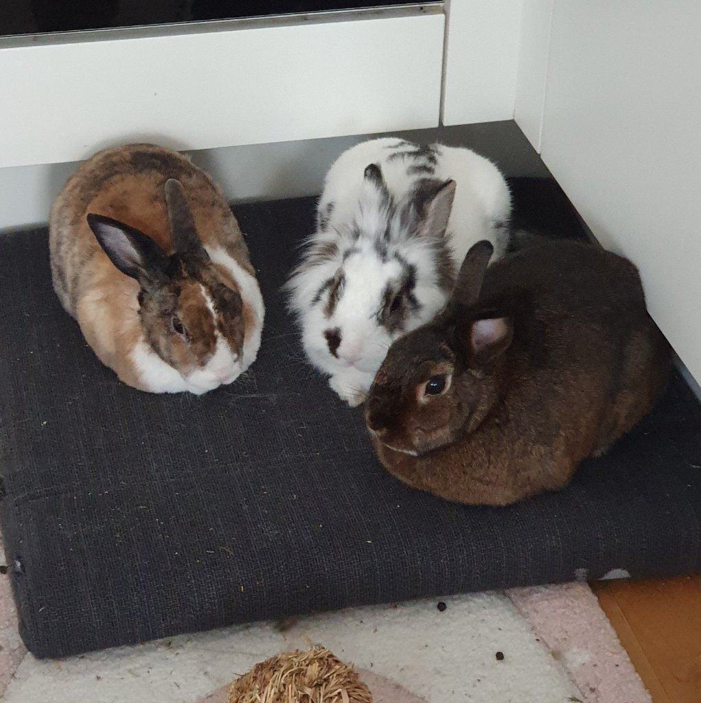 image-2