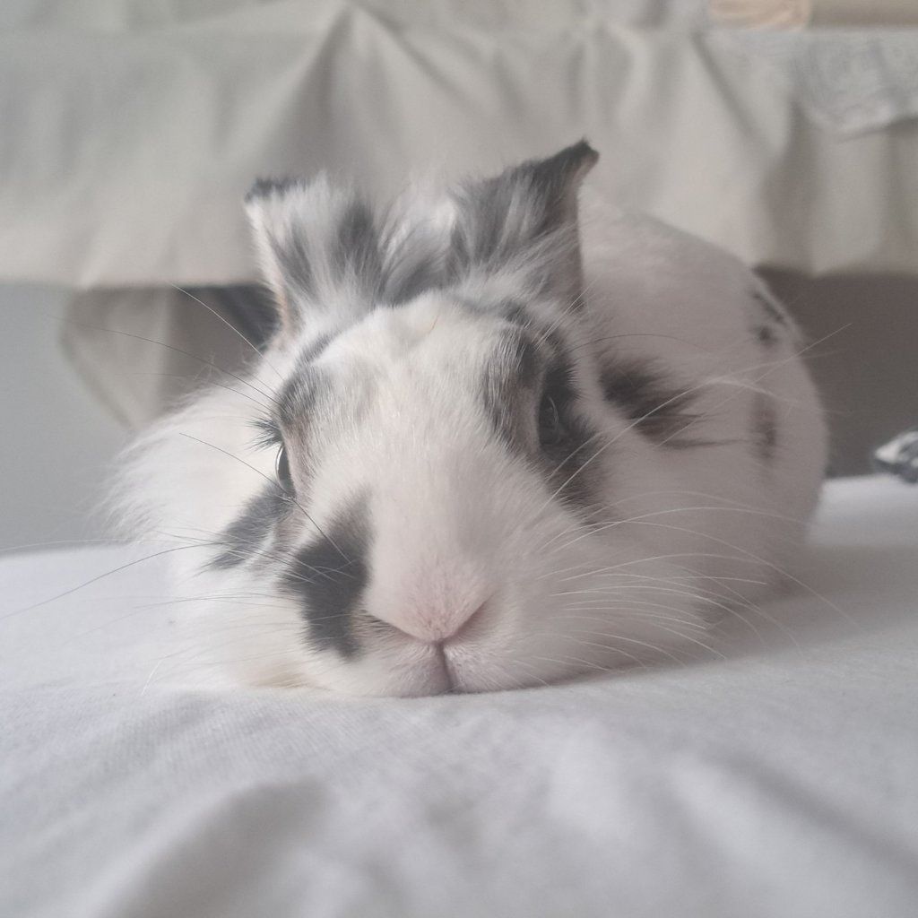 Idefix