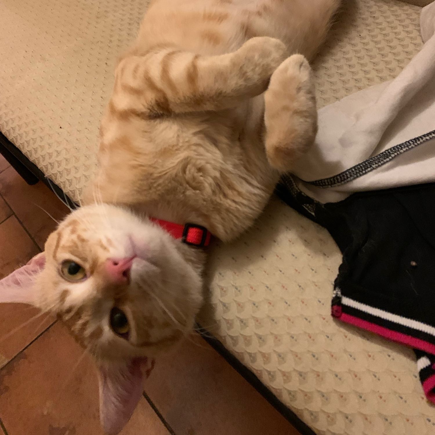 Simba