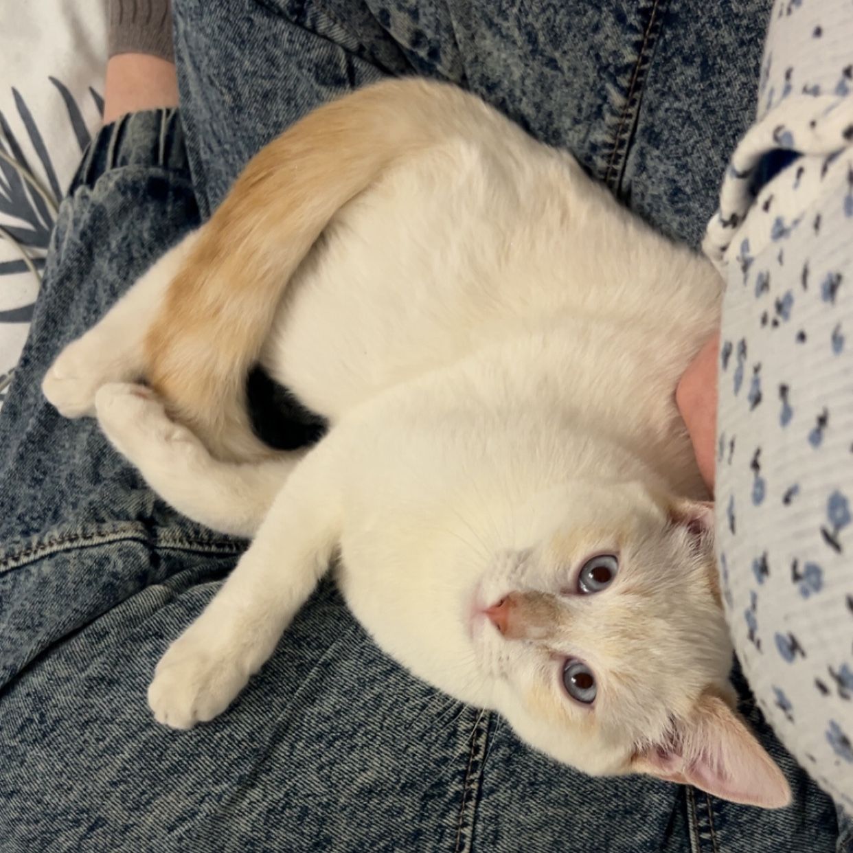 Willow