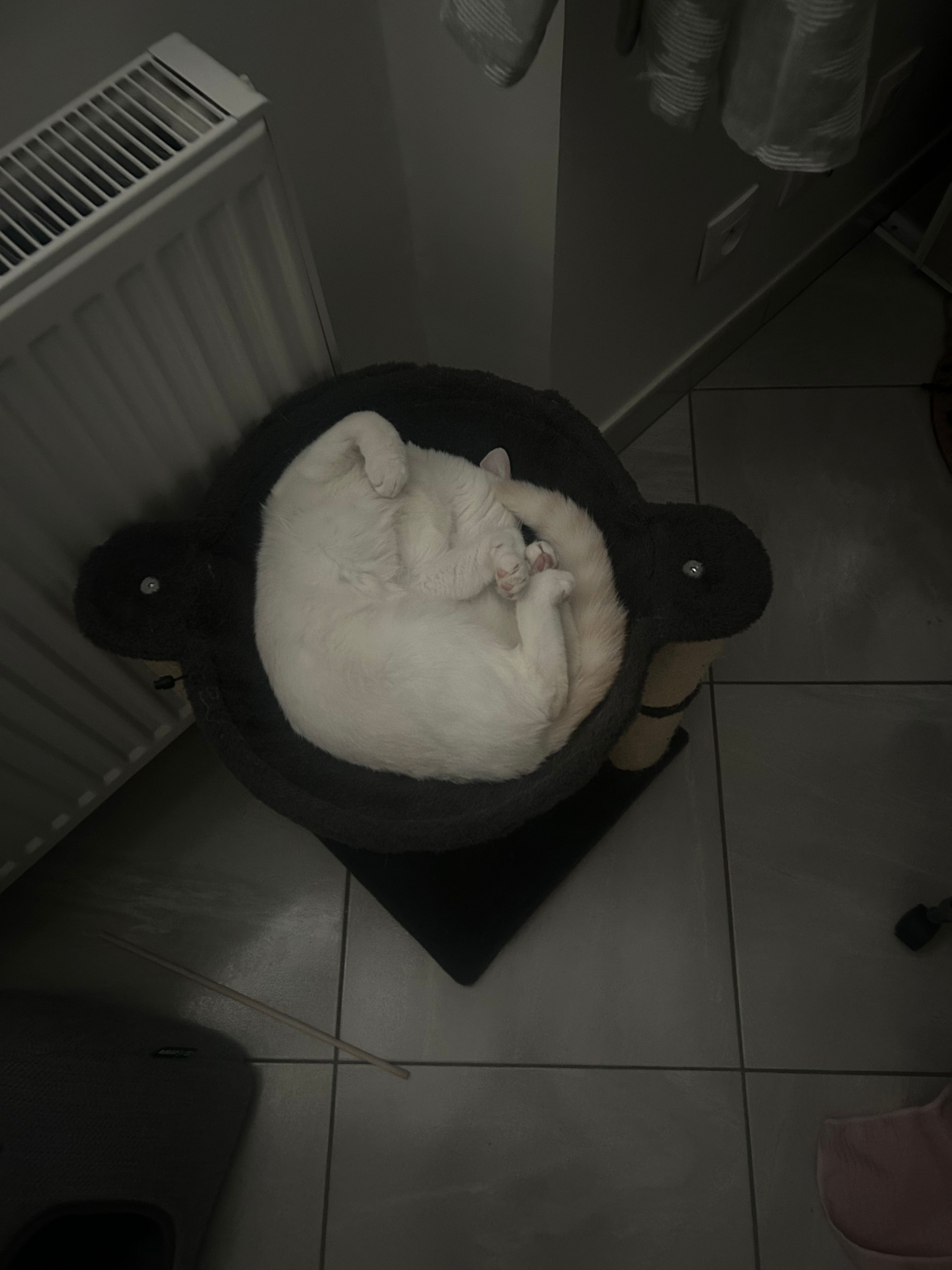 image-10