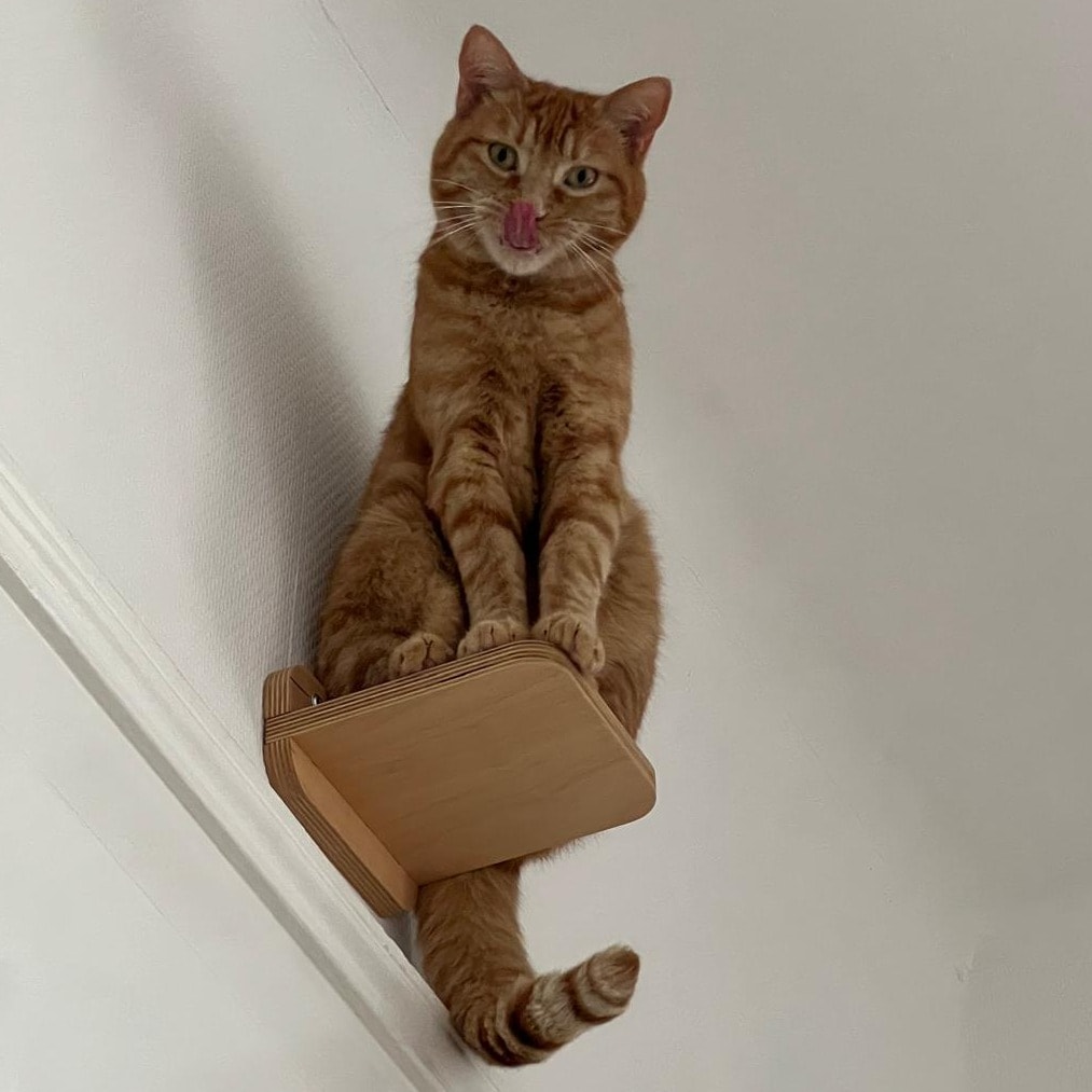 Chewie
