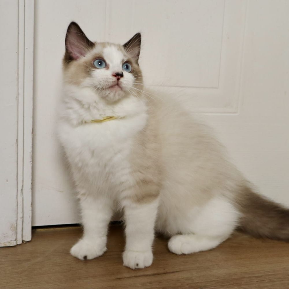 Eris