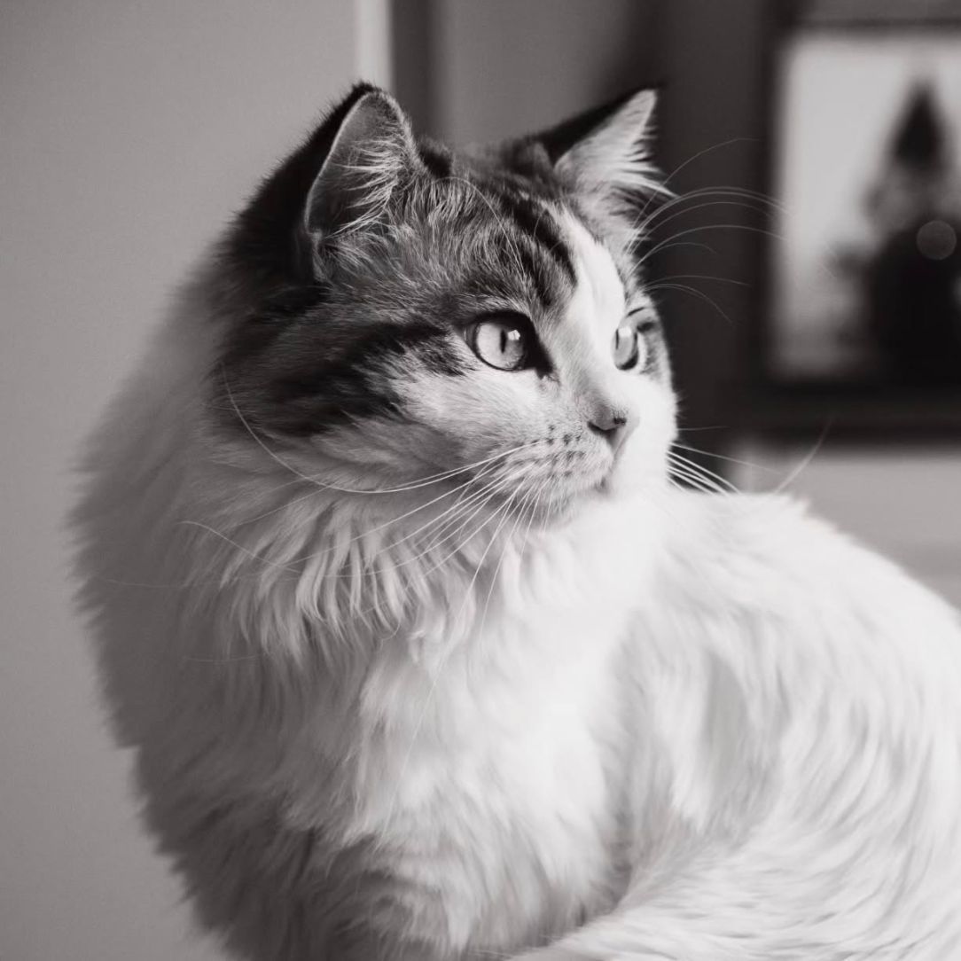 Zephyr