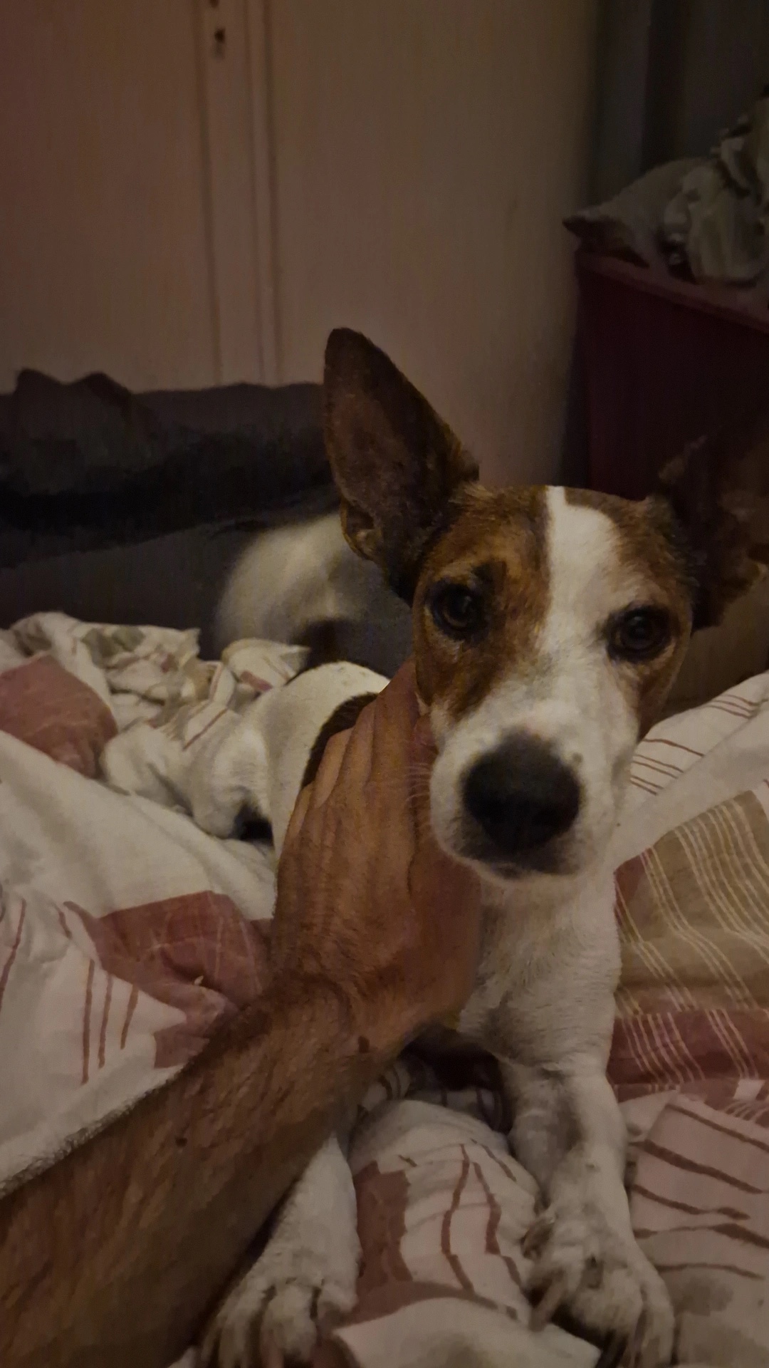 image-8