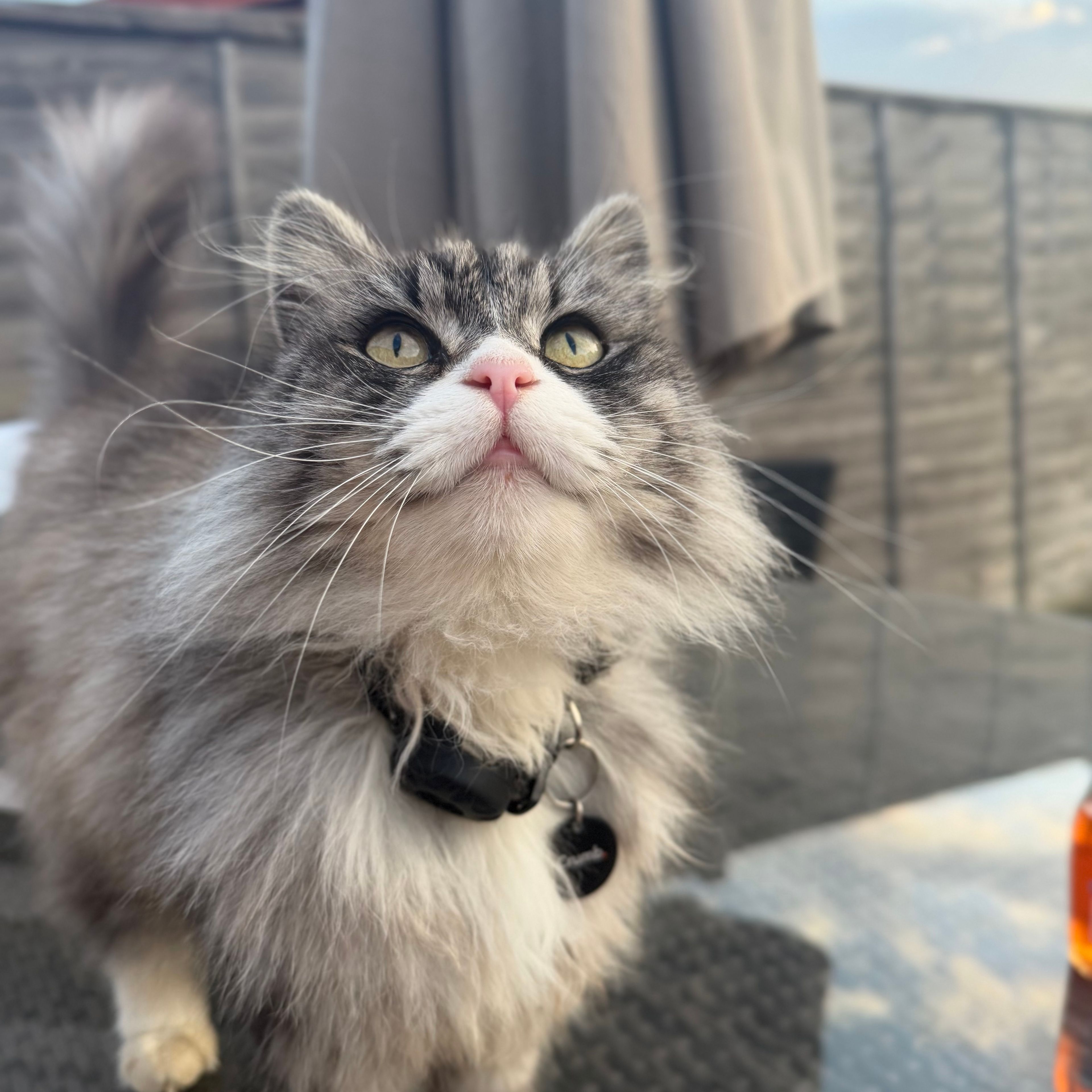 Lola