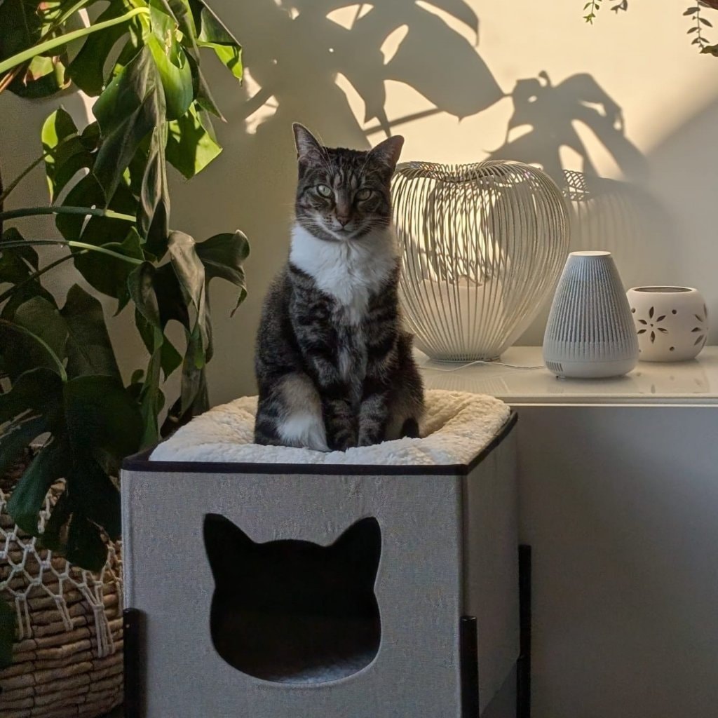 Pippa
