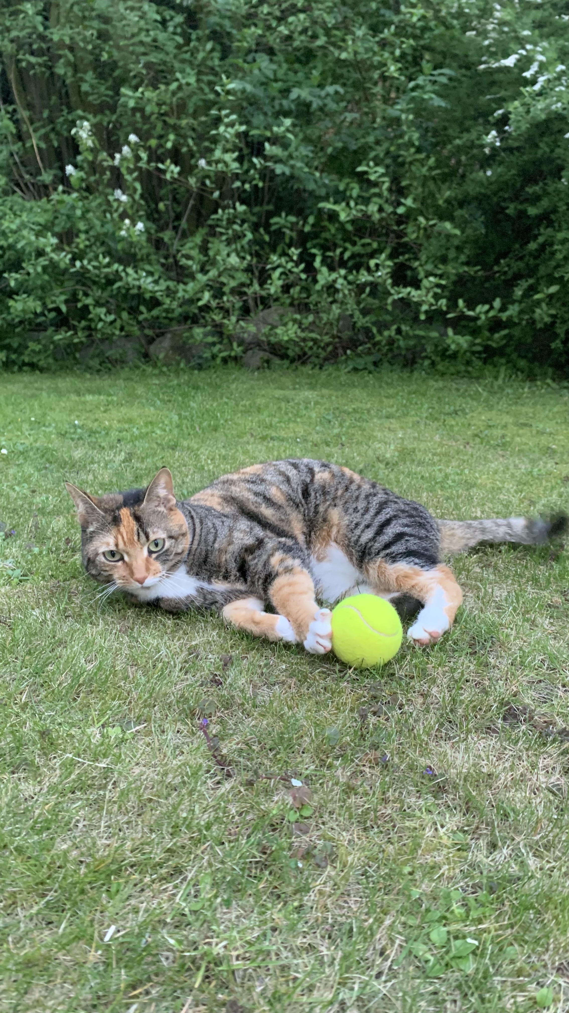 image-6