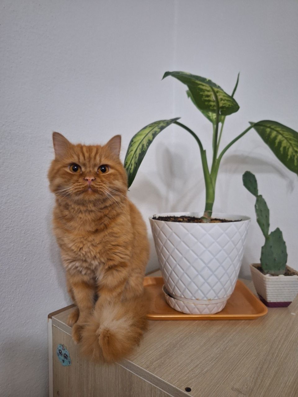image-7