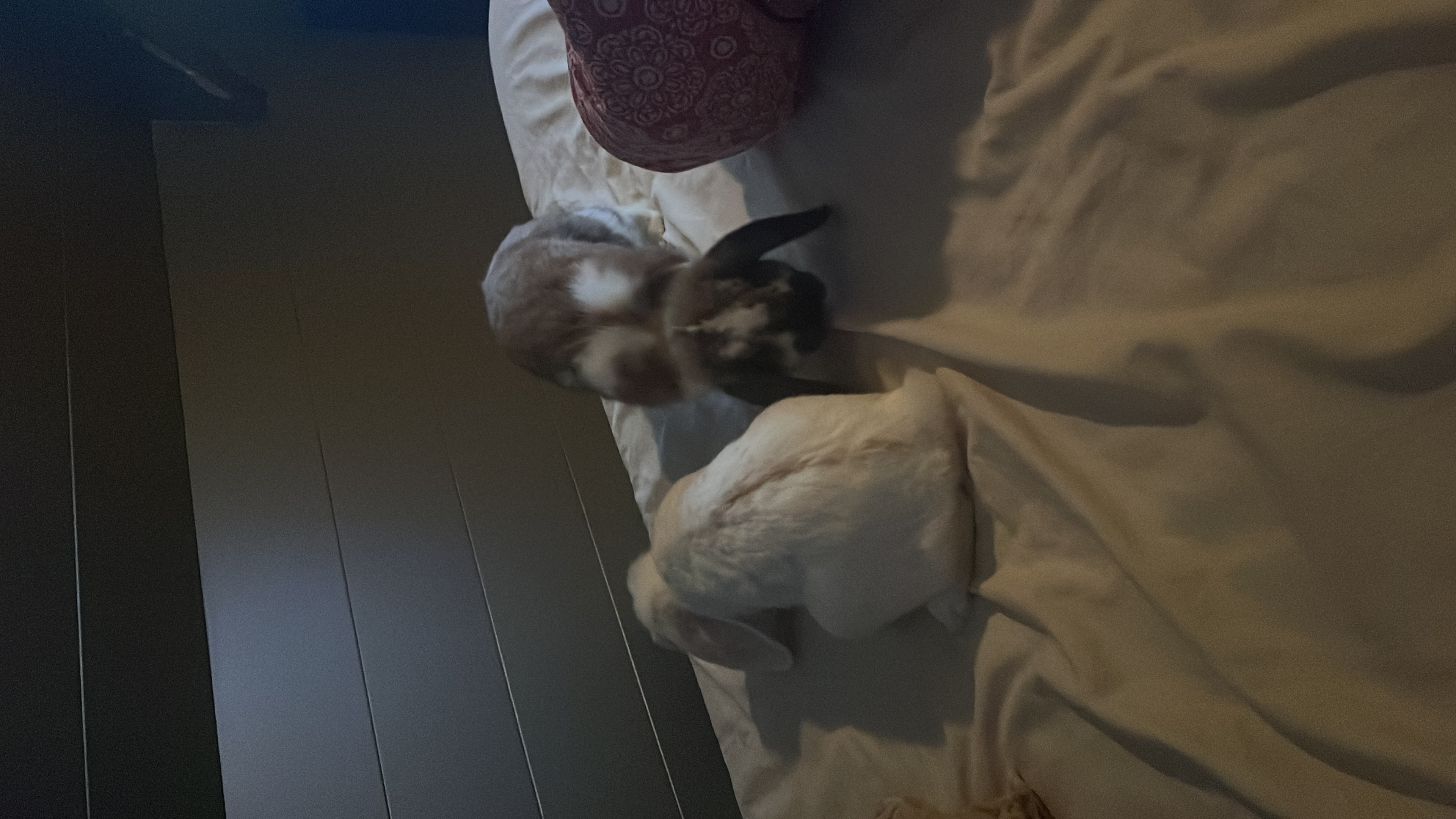 image-9