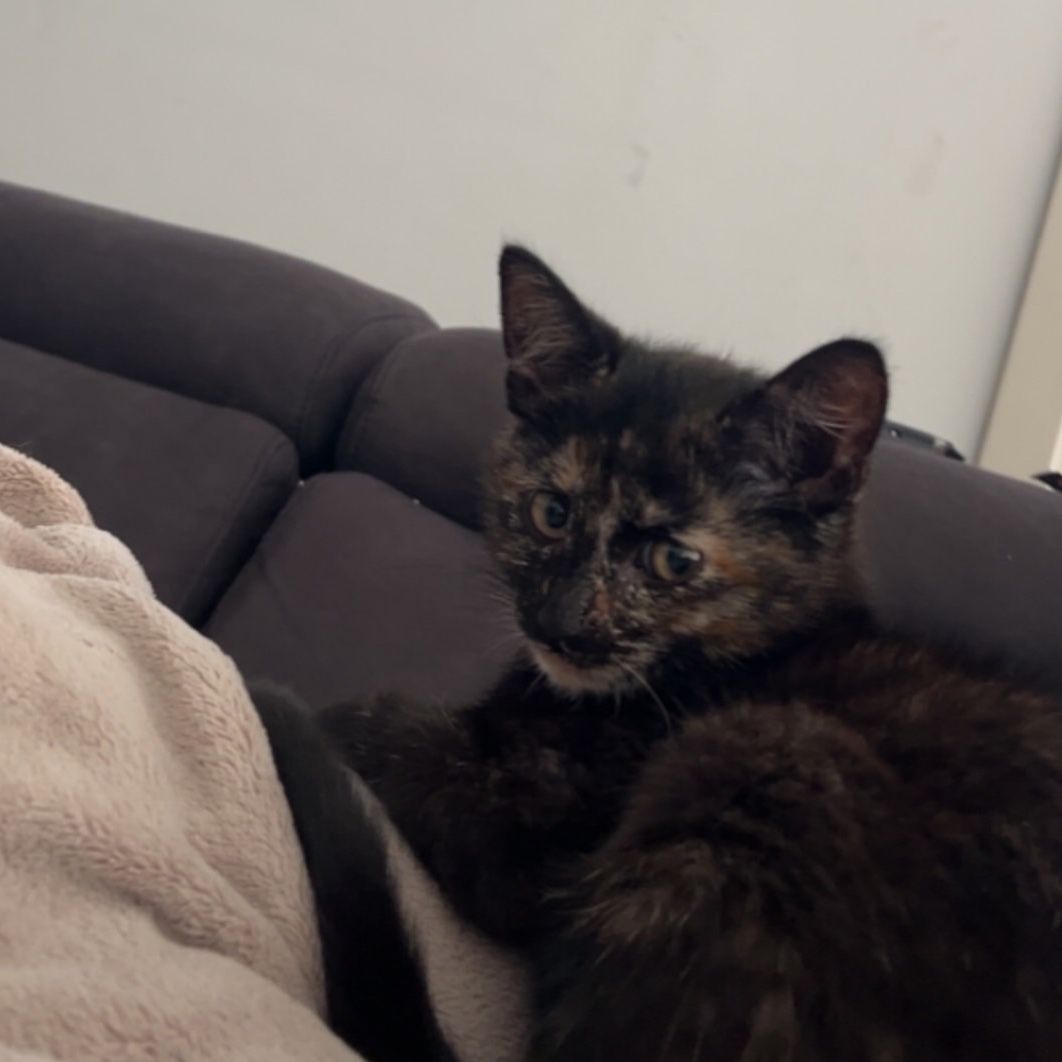 Nala