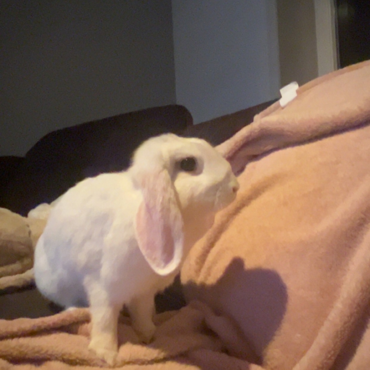 Pip