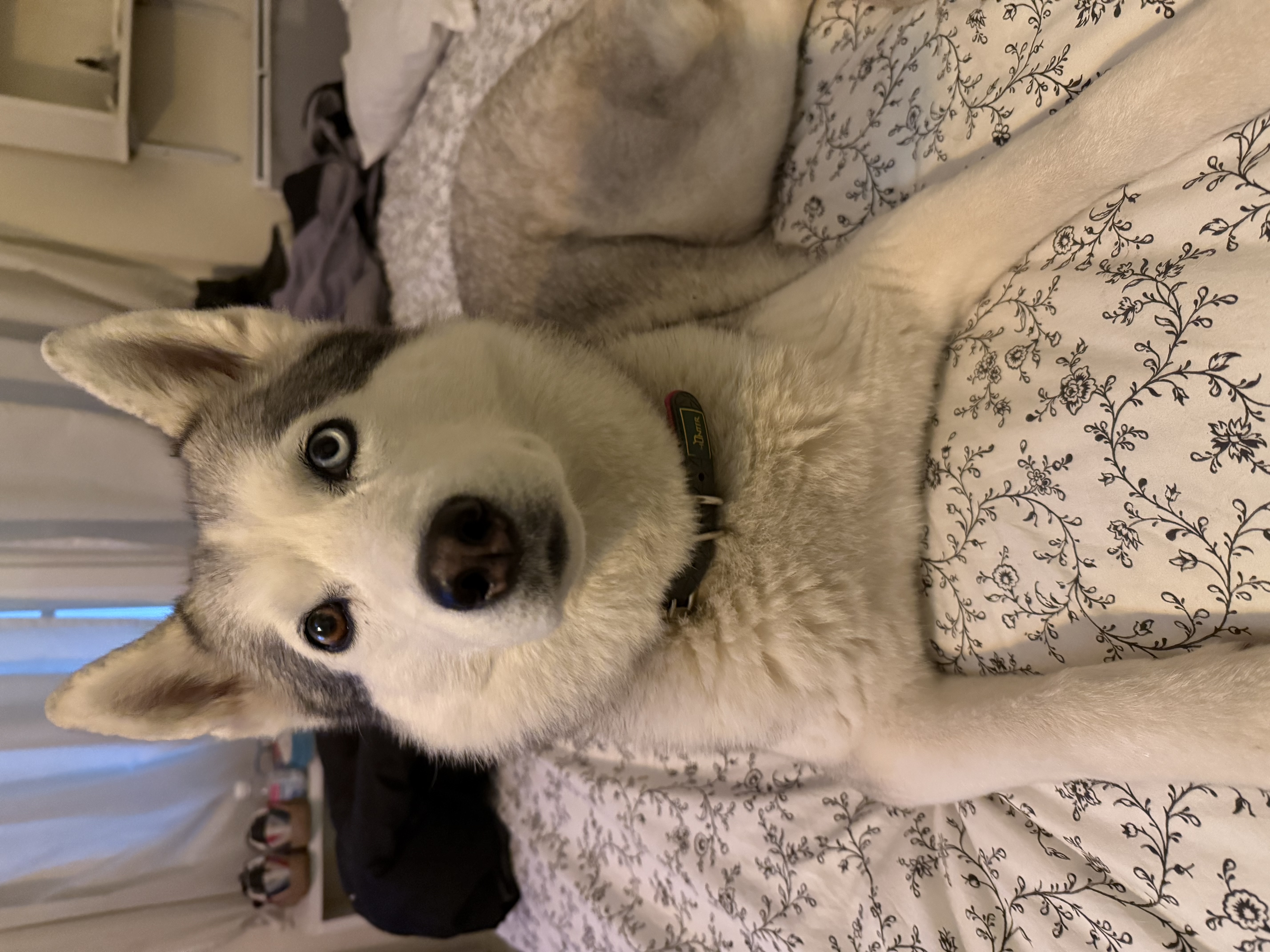 image-8