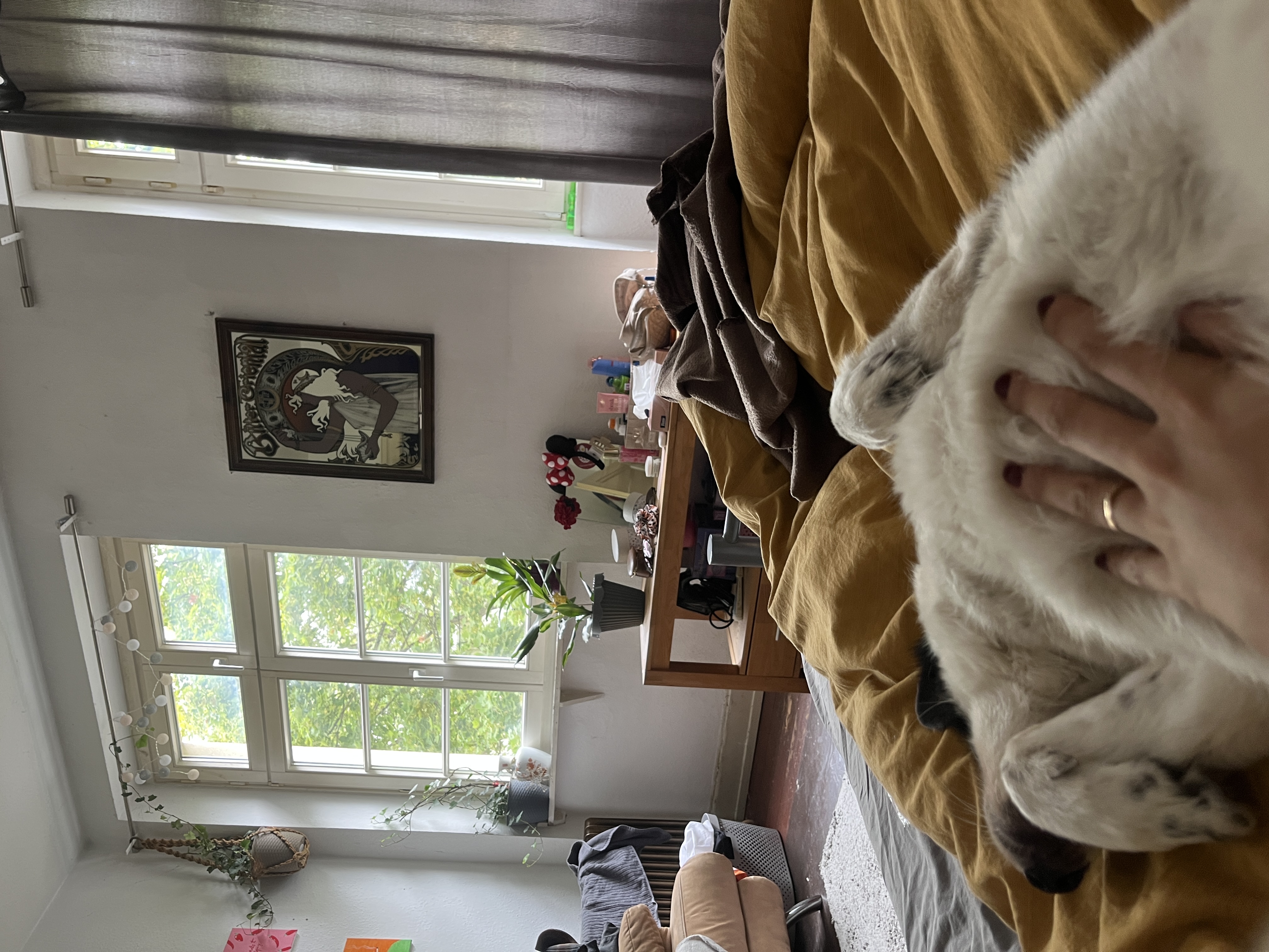 image-19
