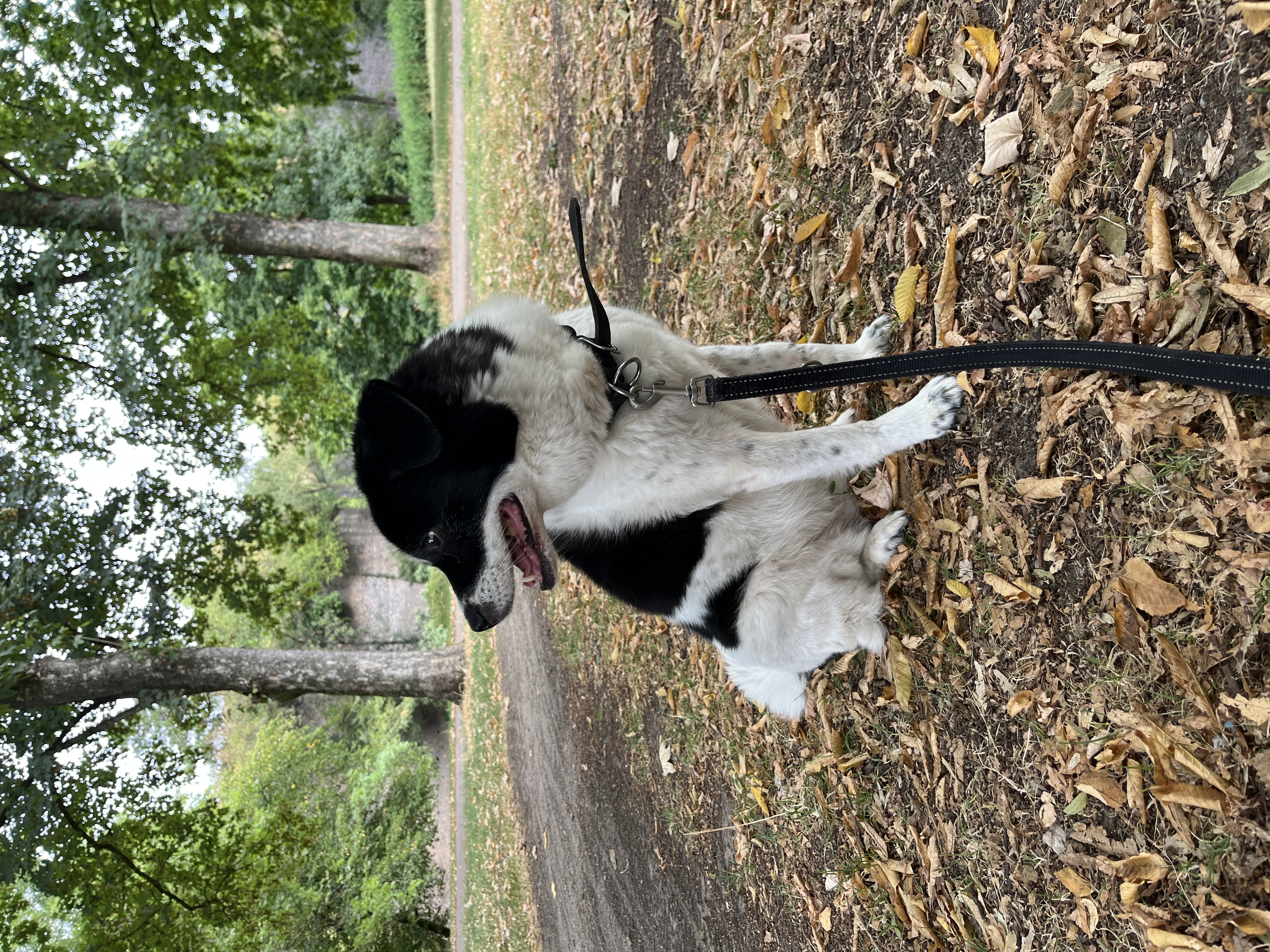 image-18