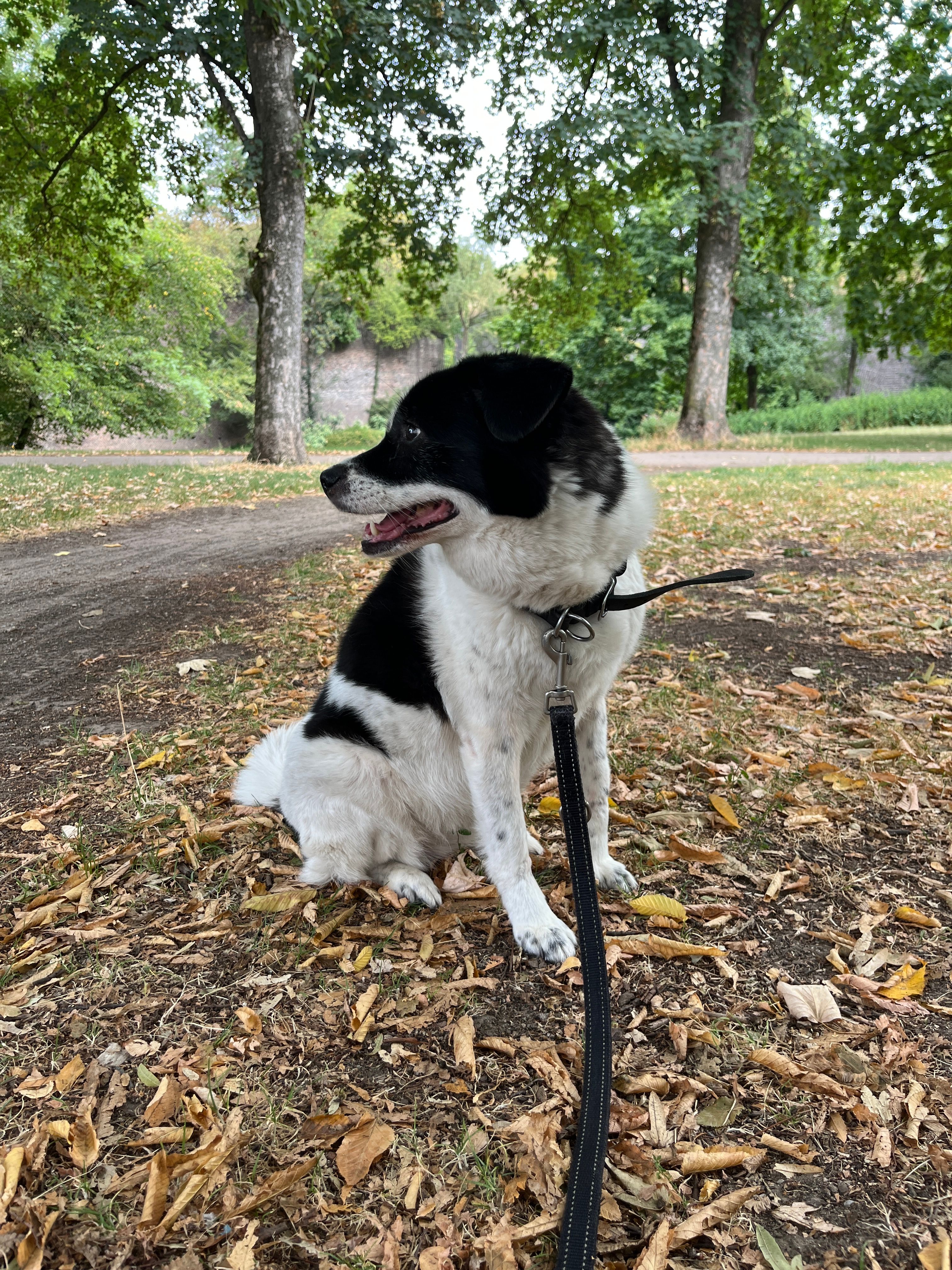 image-18