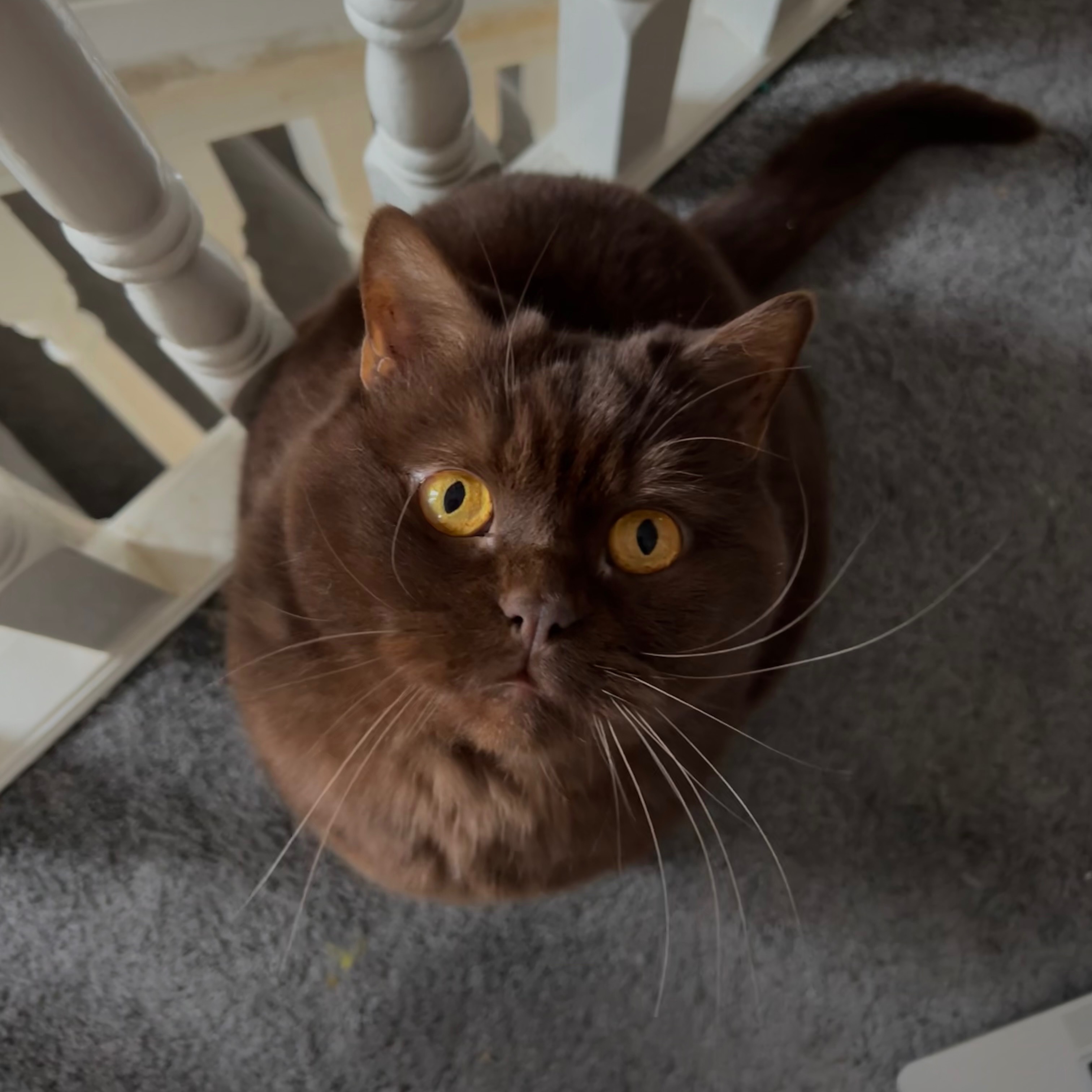 Coco