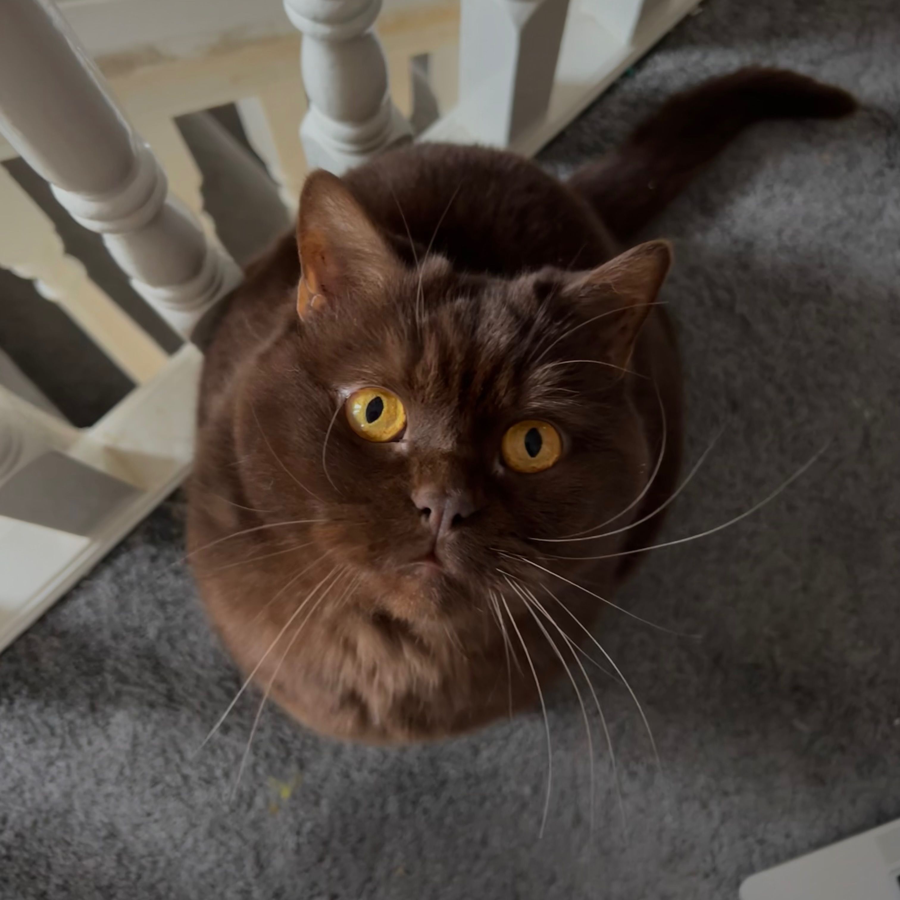 Coco
