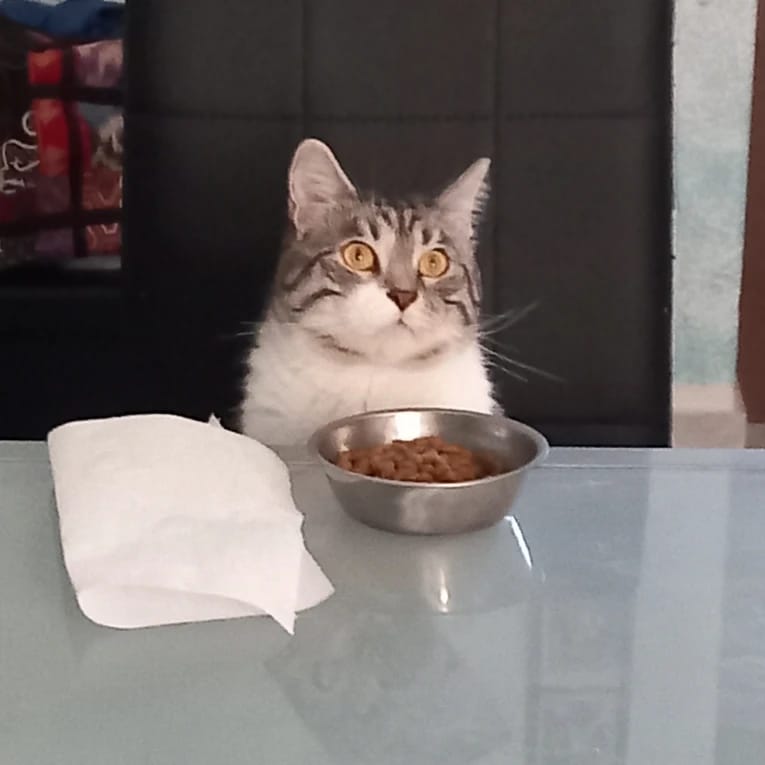 Neko