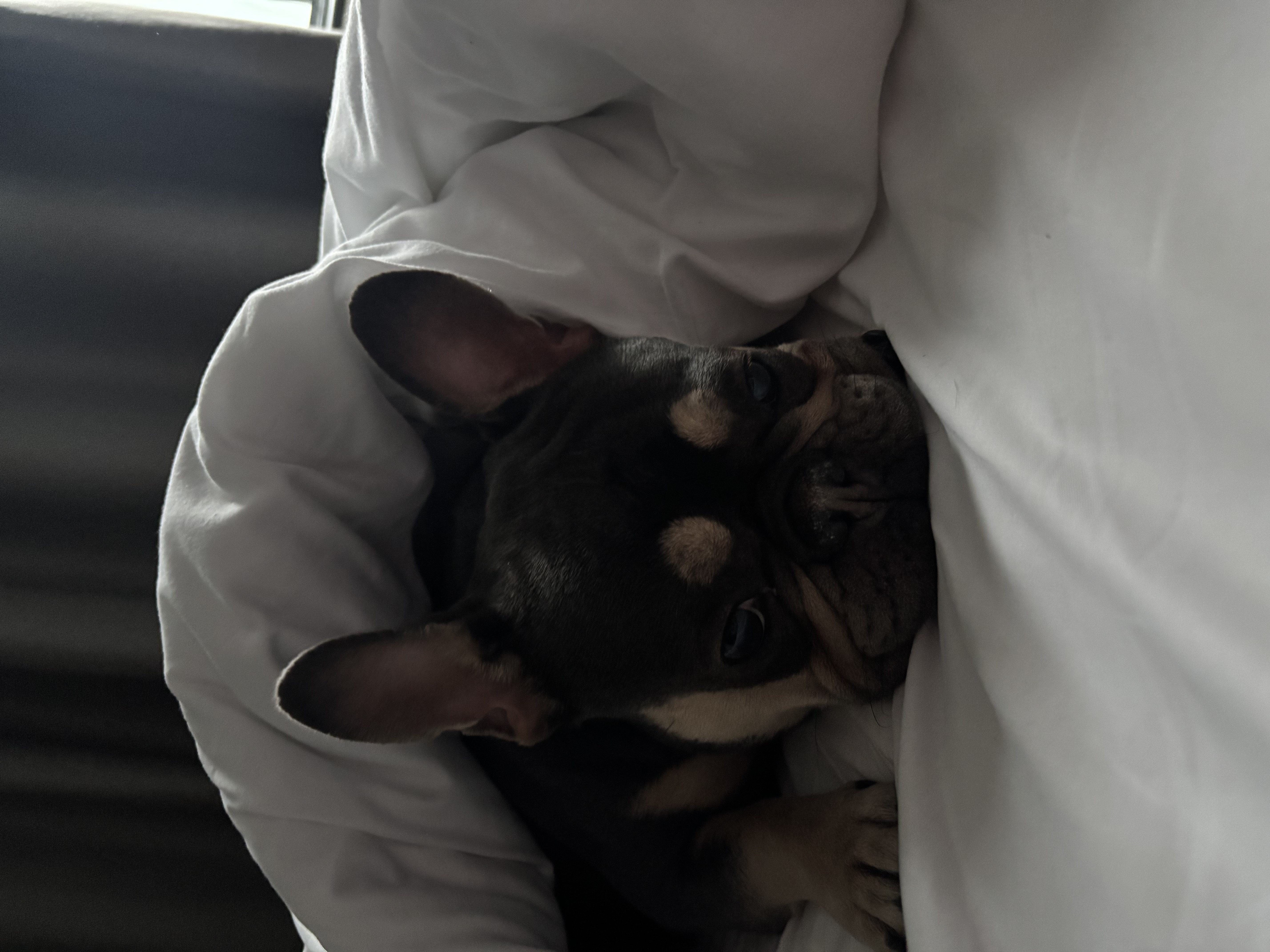 image-7