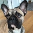 Bruno