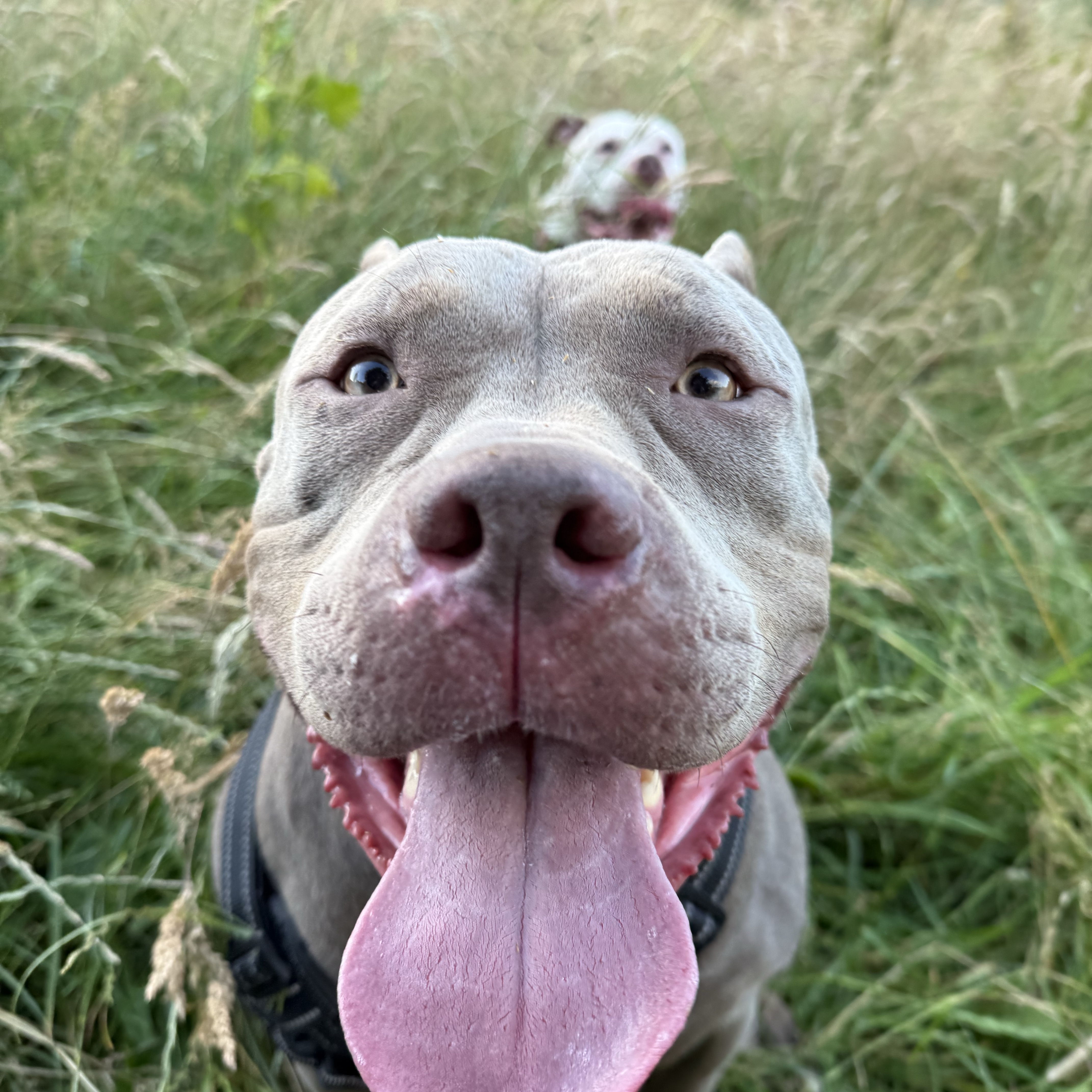 Roxy 