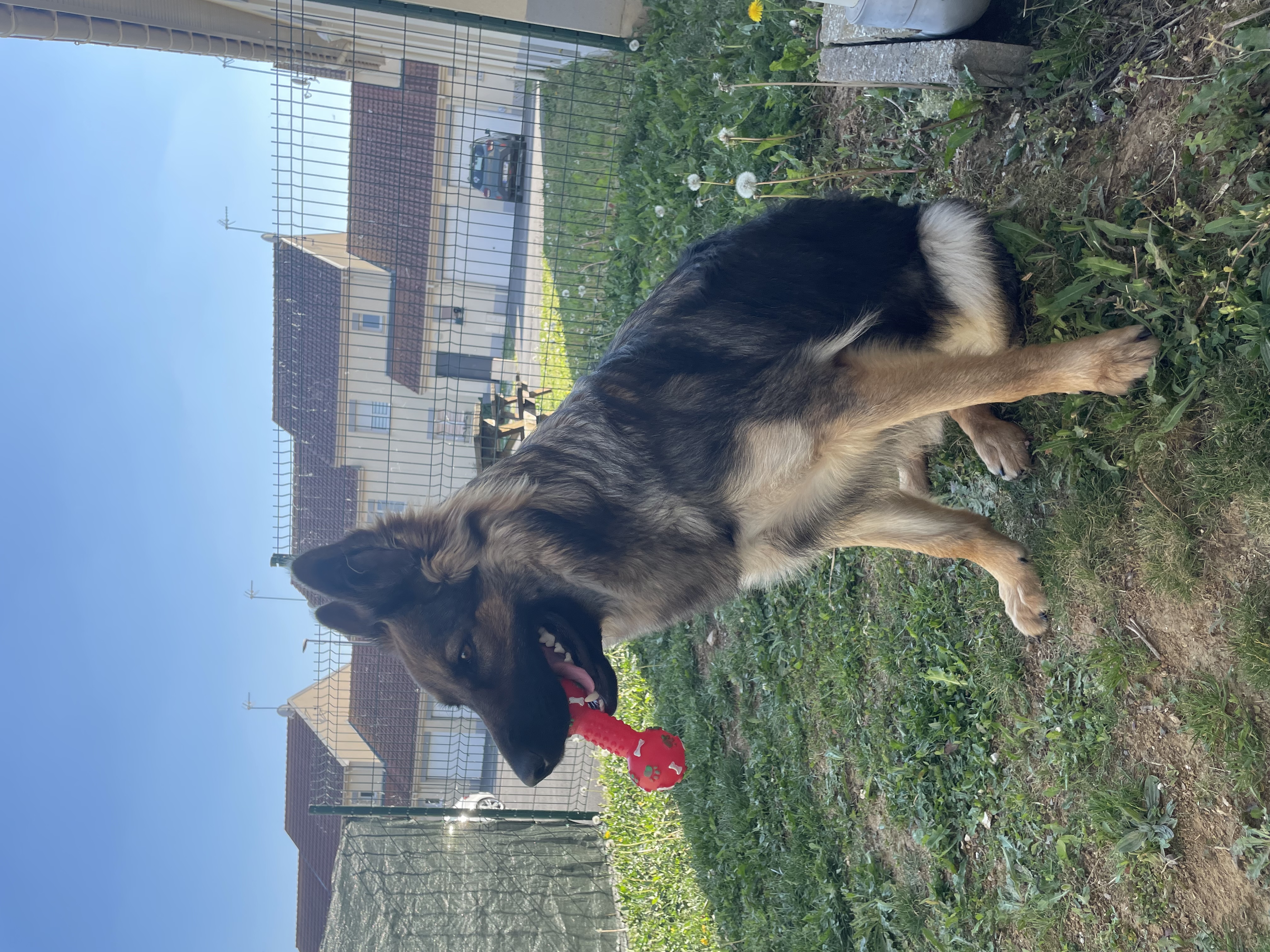 image-11