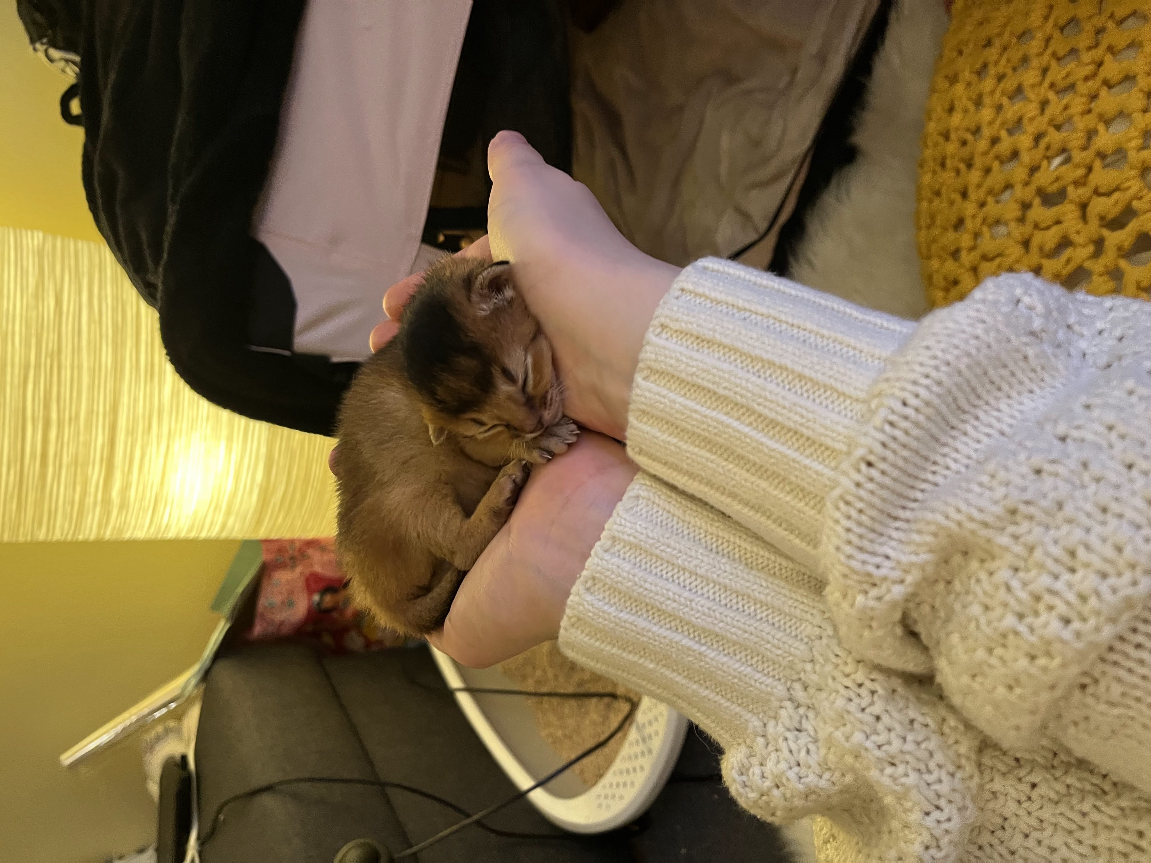 image-7