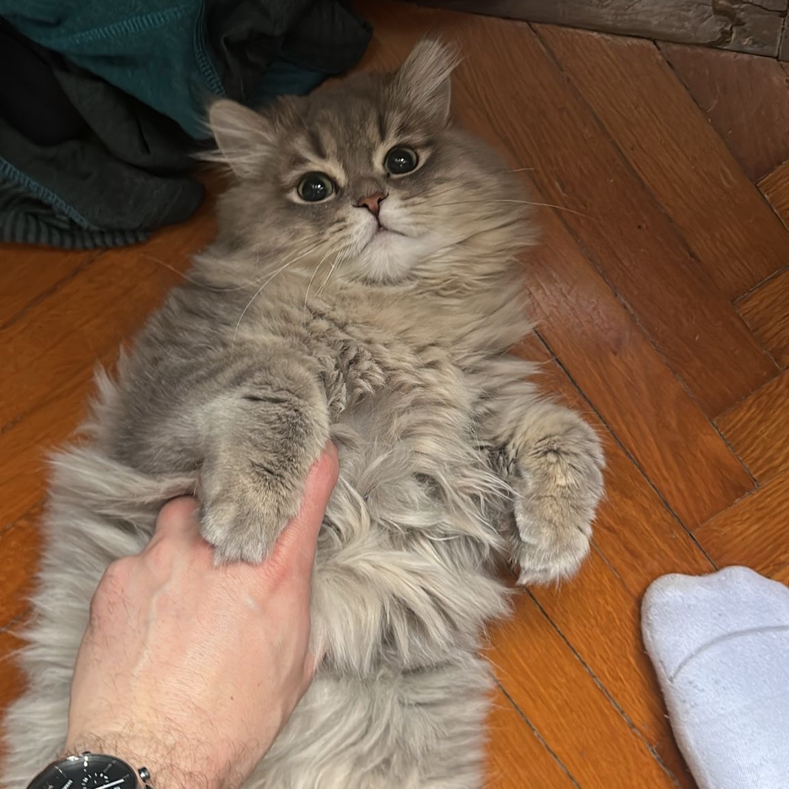 Cesare