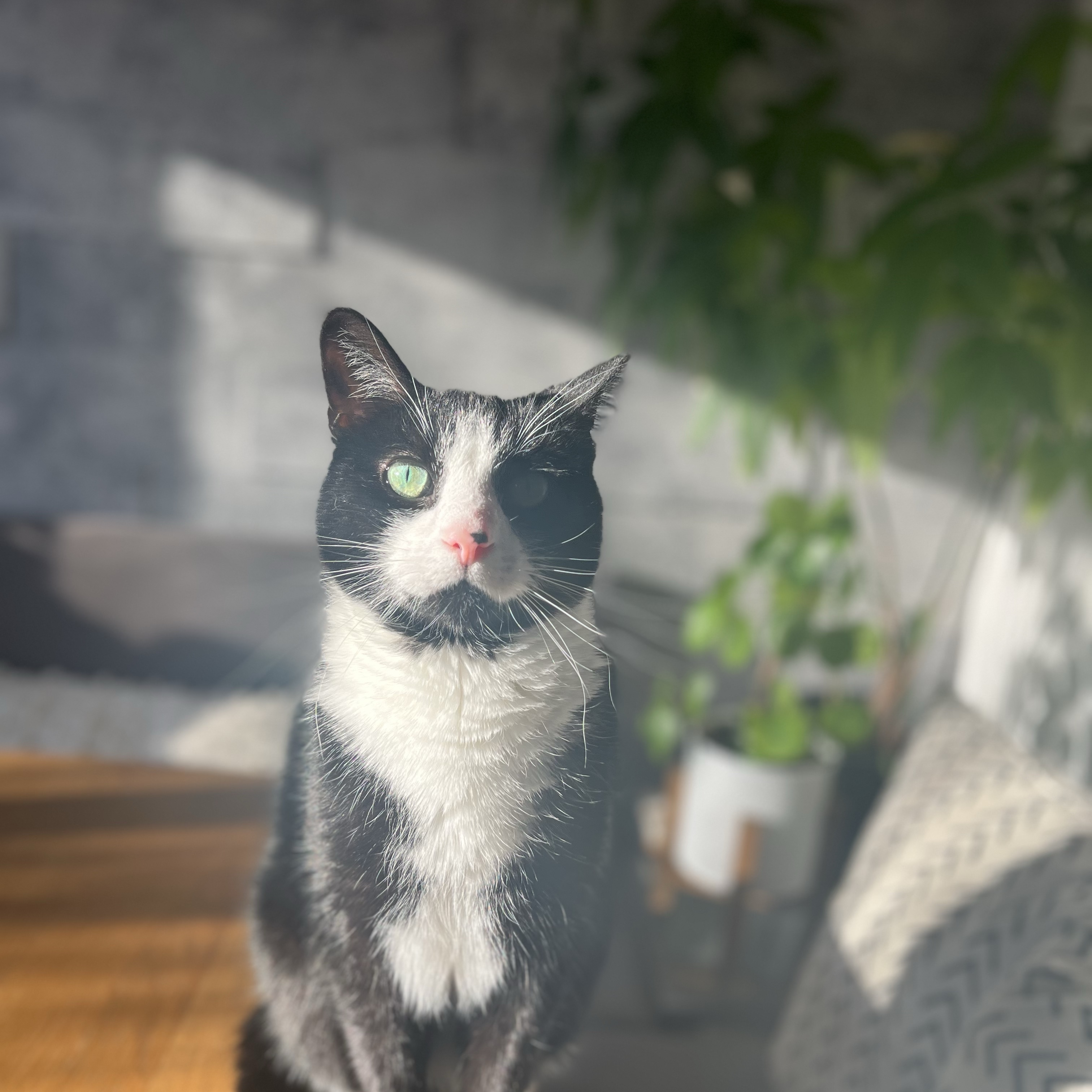 Nemo