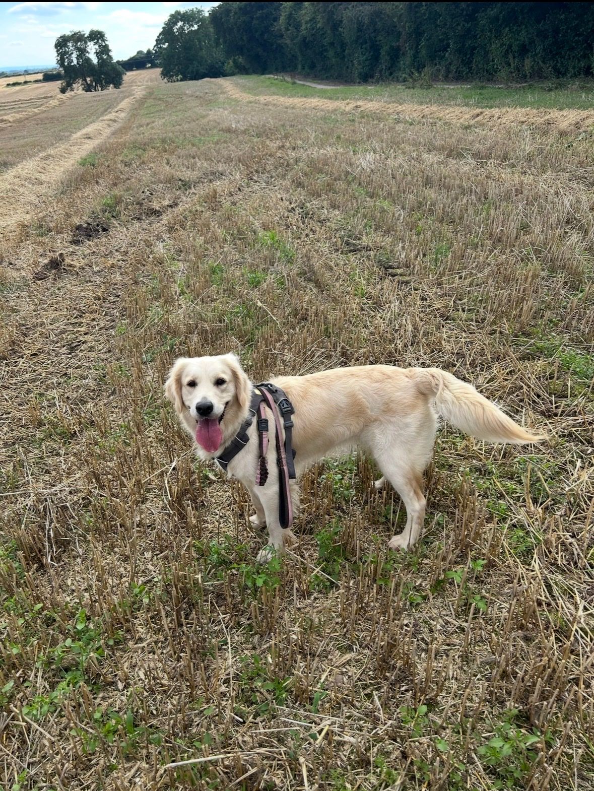 image-4