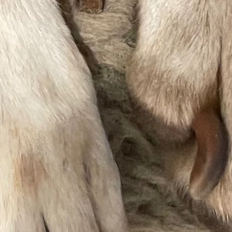 Sigrid