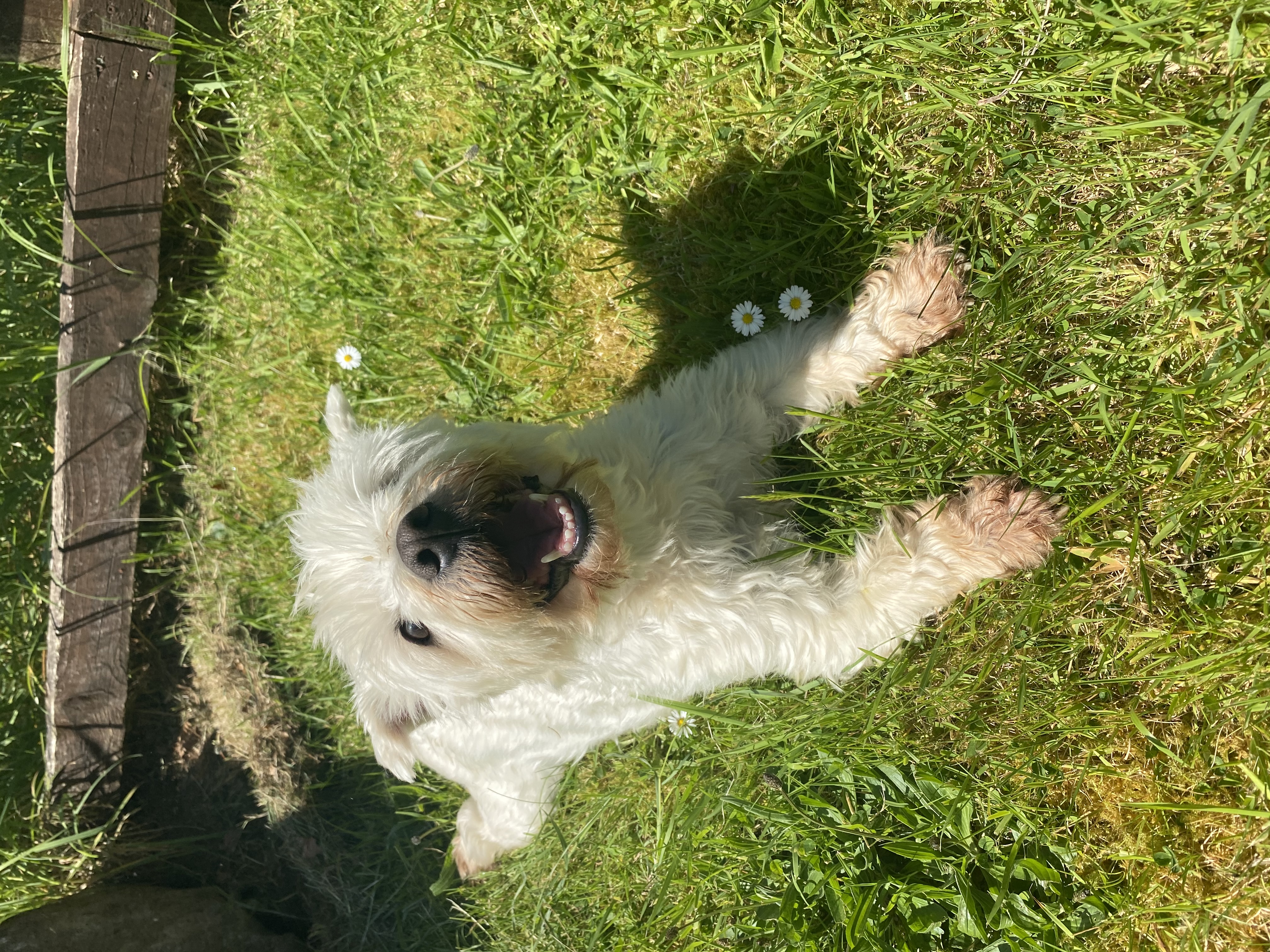 image-7