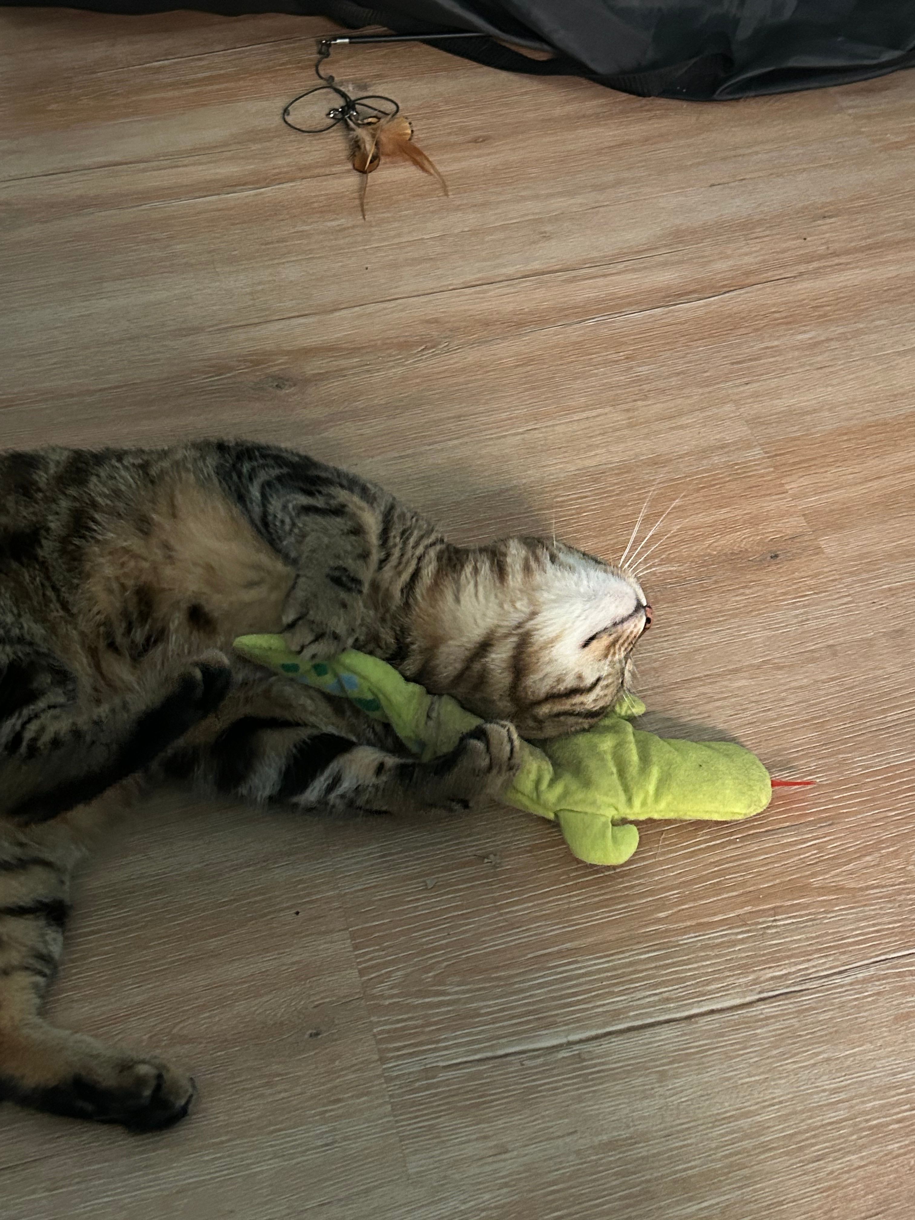 image-6