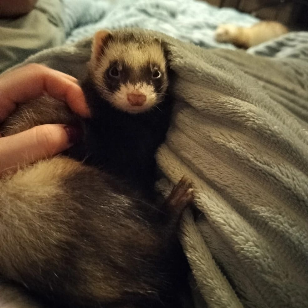 Zazu